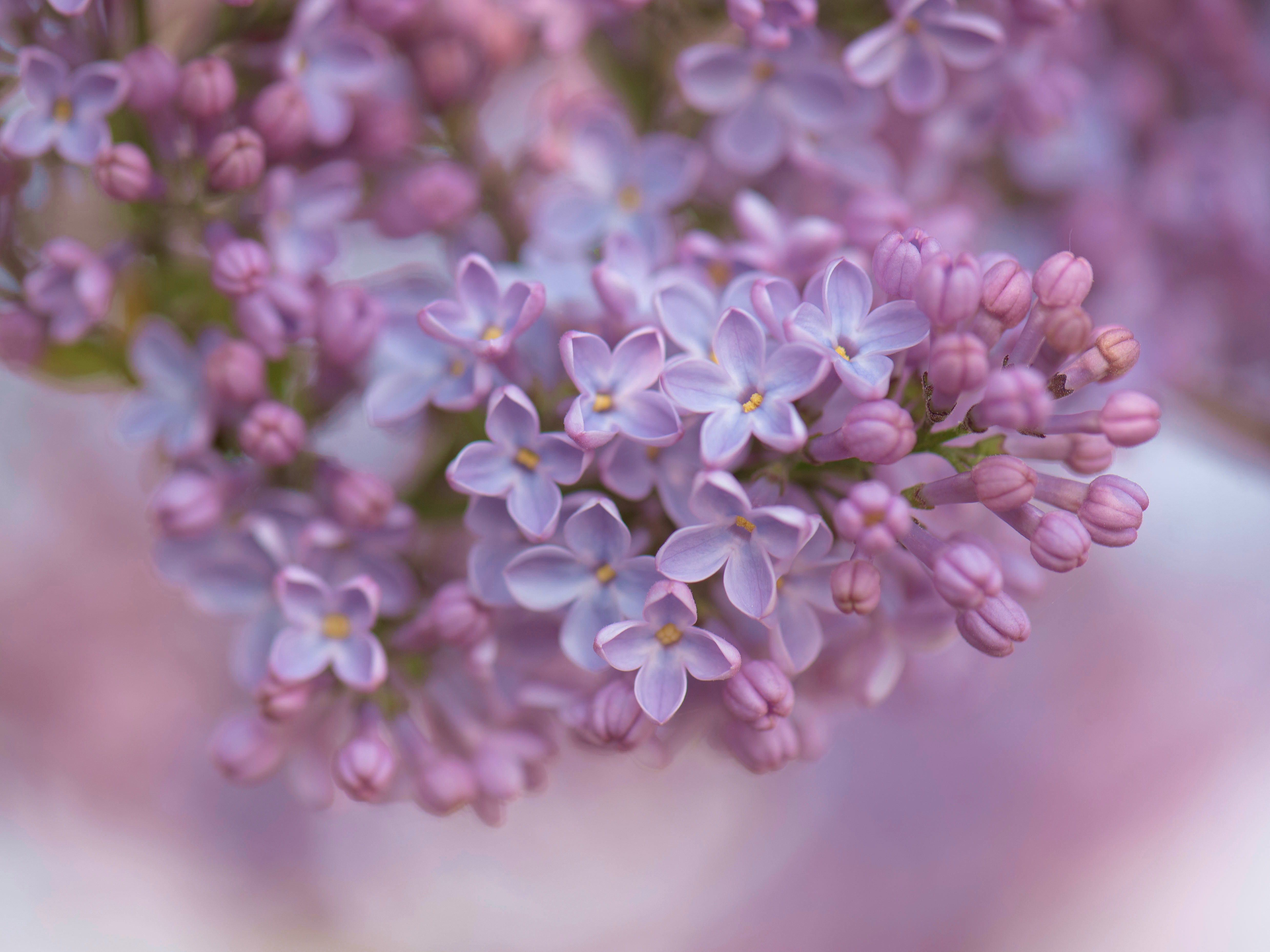 Free download wallpaper Flowers, Lilac, Earth on your PC desktop