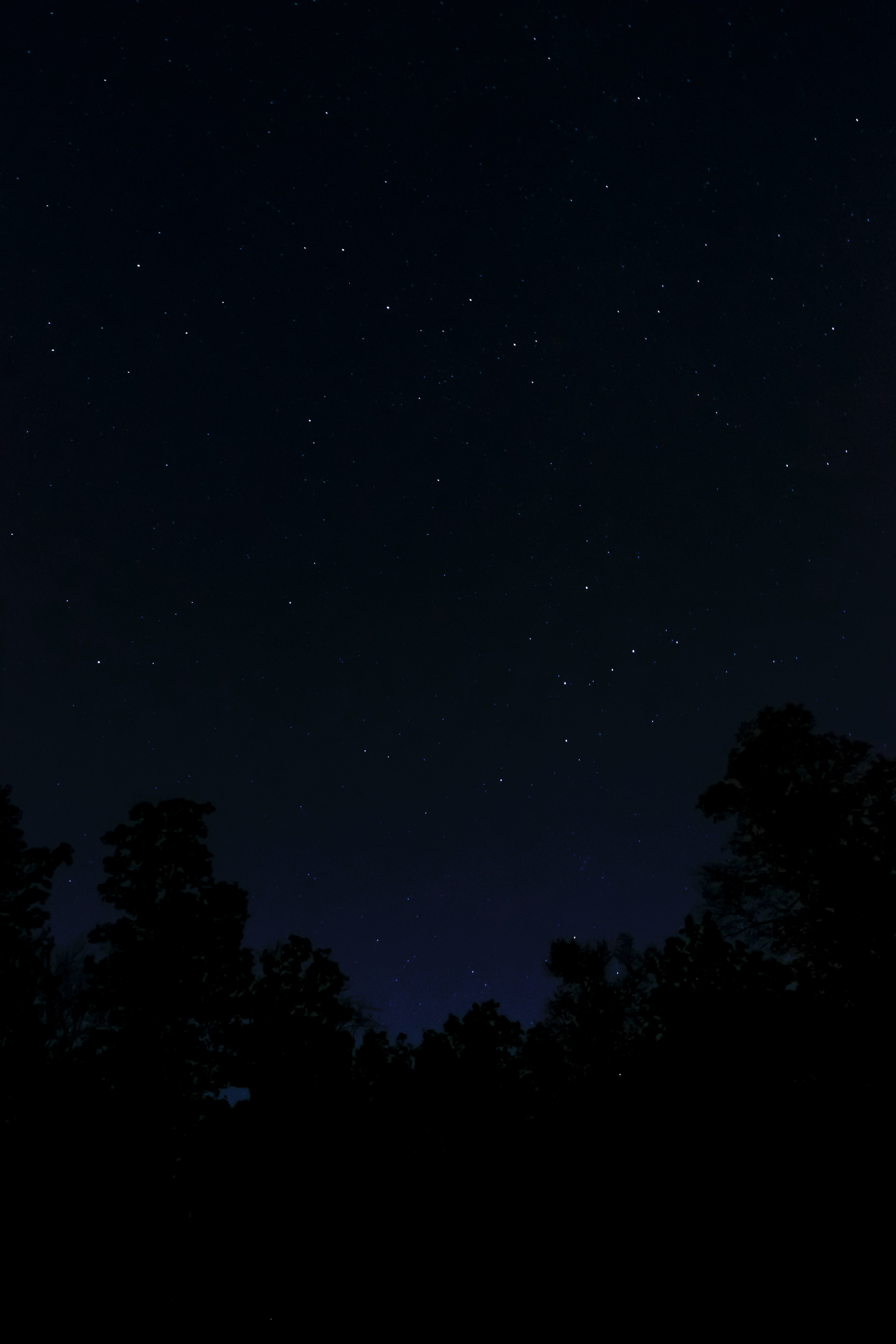 darkness, dark, trees, stars, night 5K