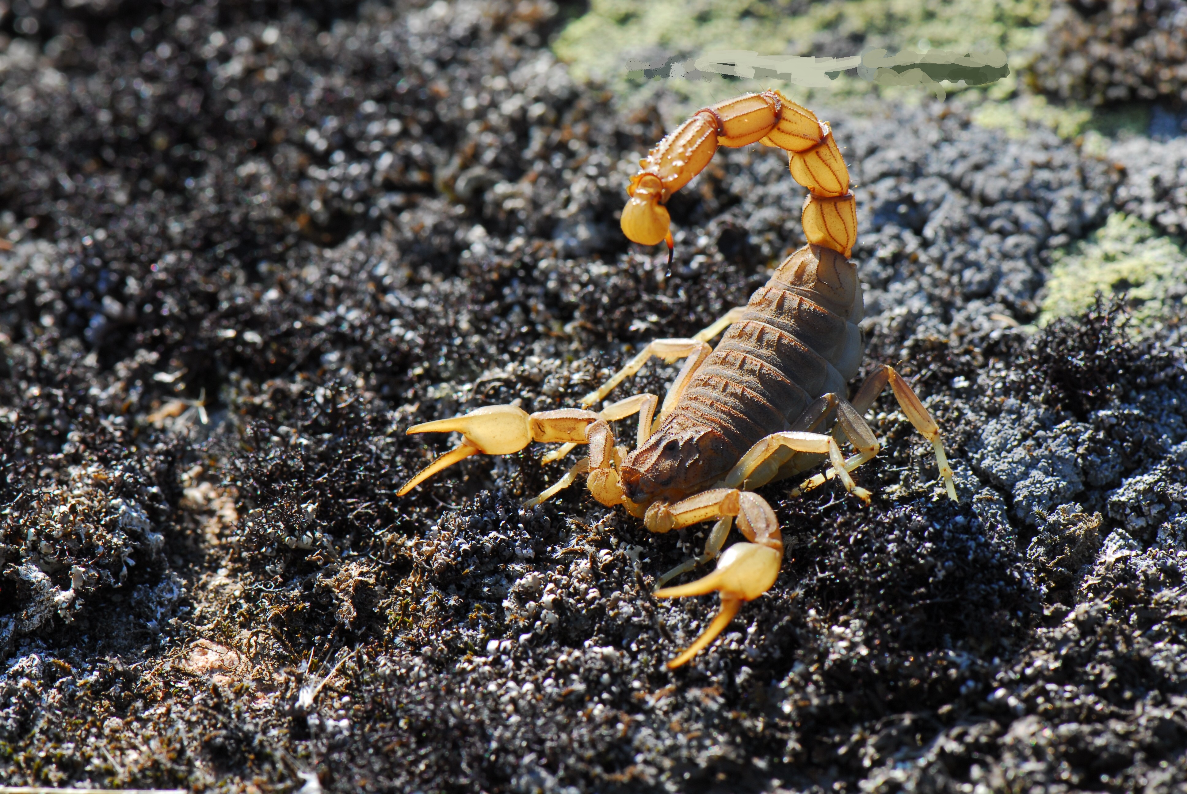 Chi tiết hơn 69 về hình nền scorpion hay nhất - cdgdbentre.edu.vn