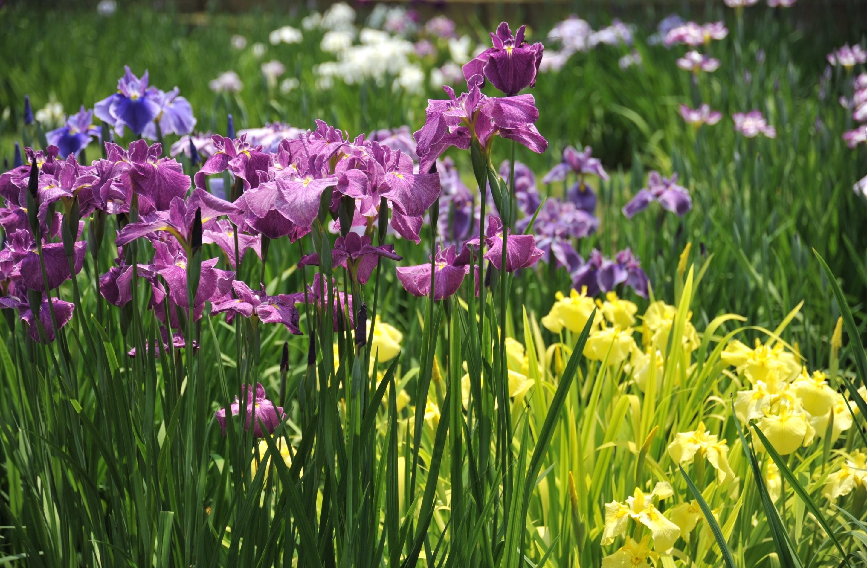 Download mobile wallpaper Irises, Greens, Flower Bed, Flowerbed, Light, Flowers, Shine for free.