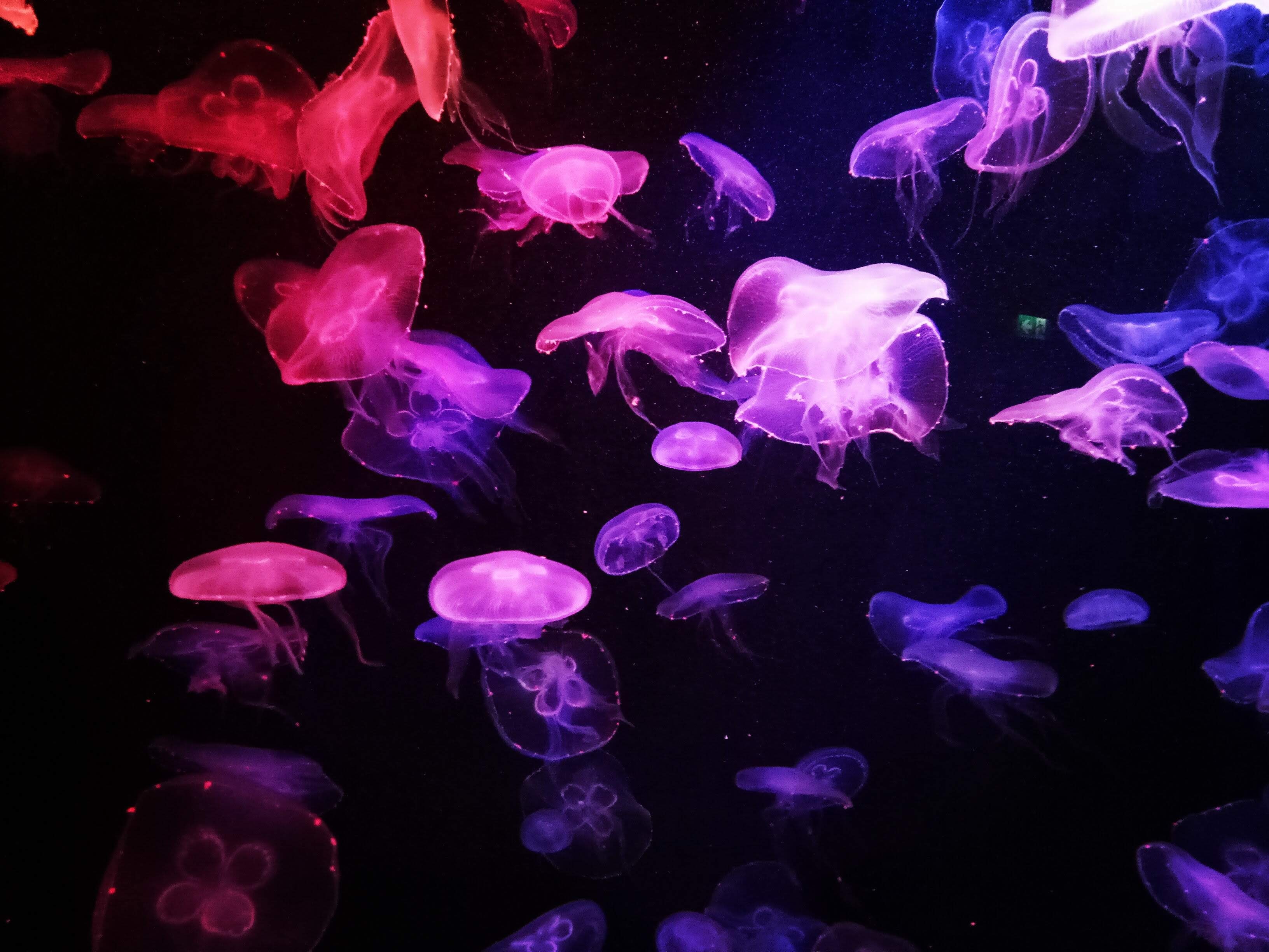 dark, jellyfish, glow, tentacle