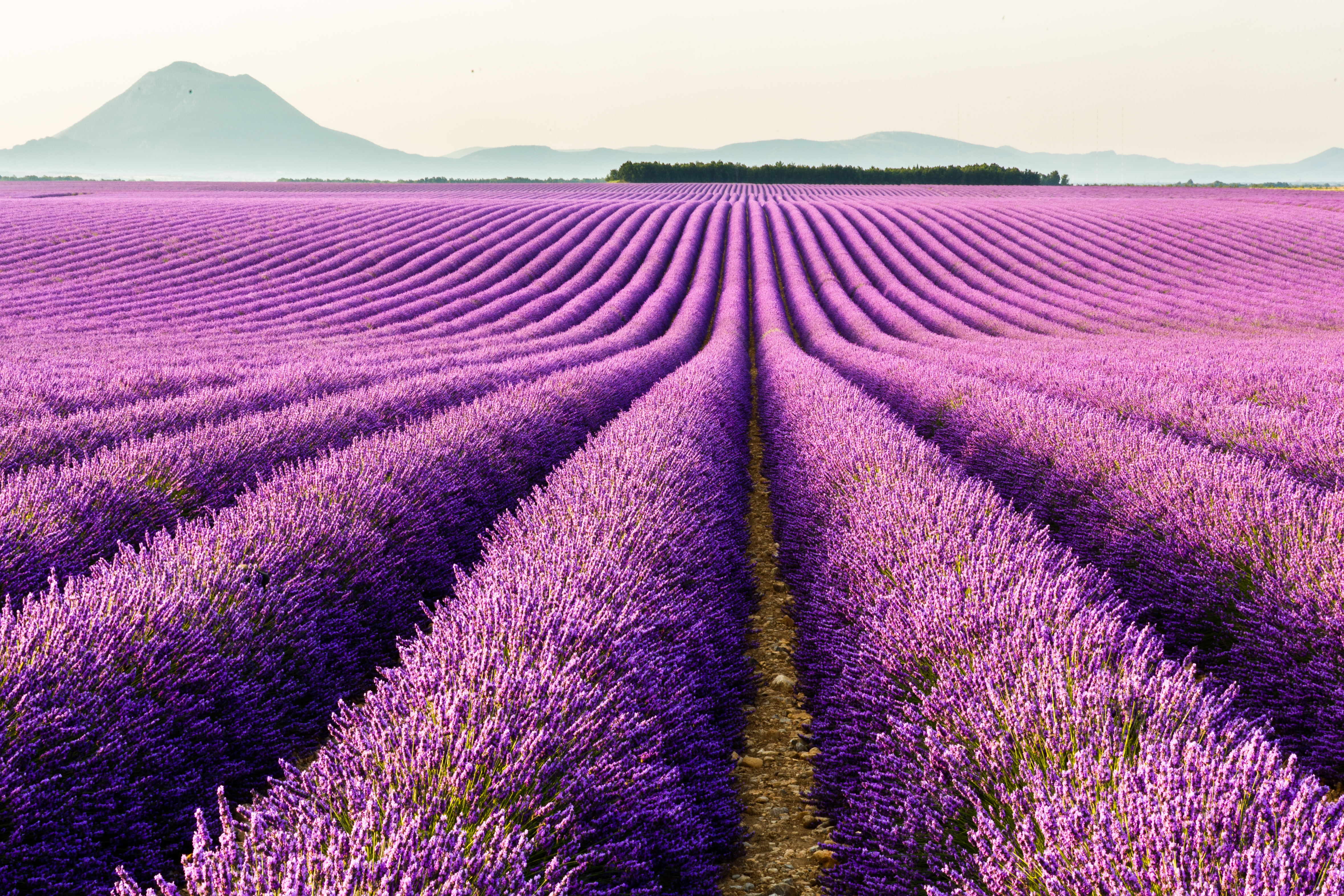 Download mobile wallpaper Landscape, Nature, Flowers, Flower, Earth, Field, Lavender, Purple Flower for free.