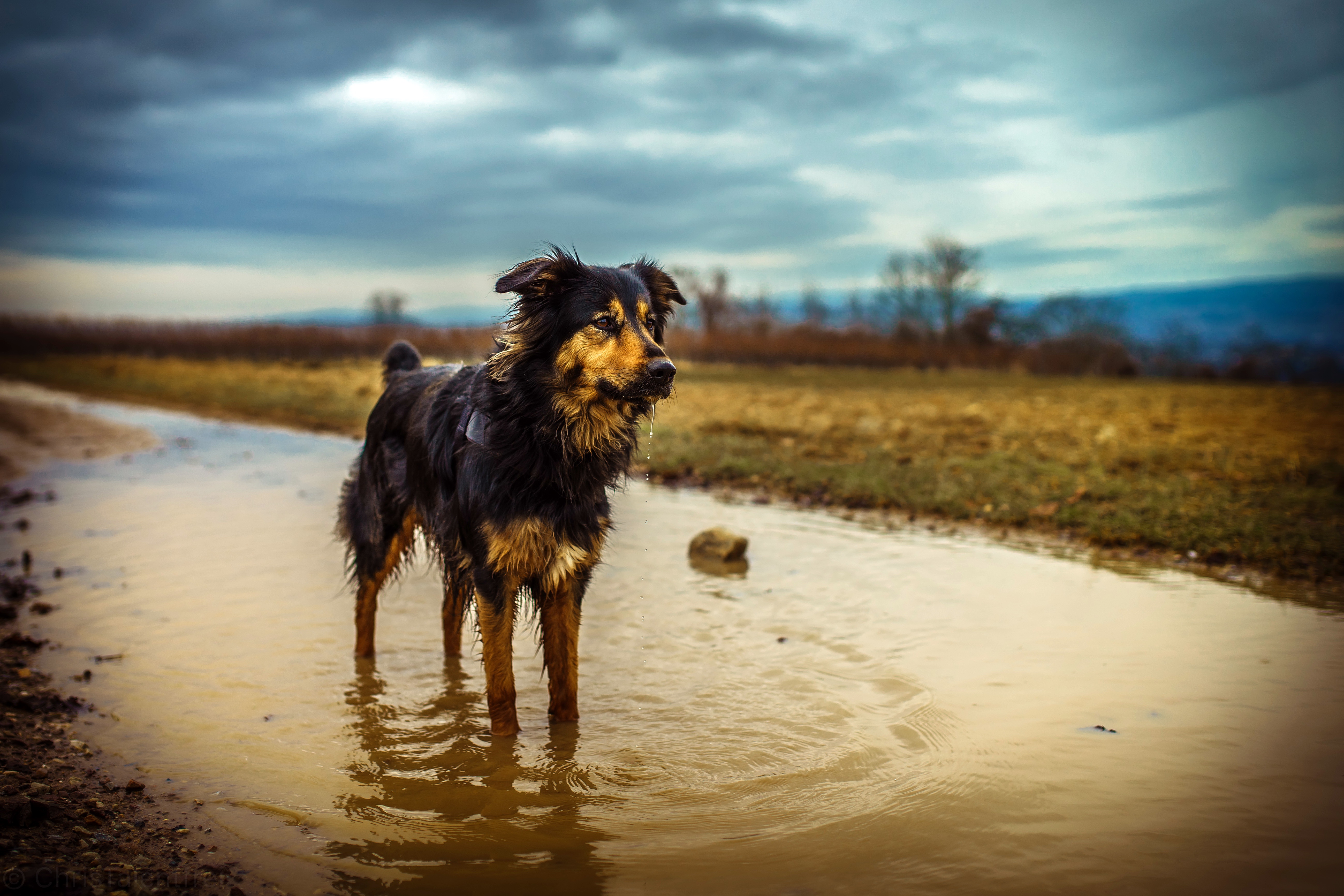 Free download wallpaper Dogs, Water, Dog, Animal, Australian Shepherd, Depth Of Field on your PC desktop