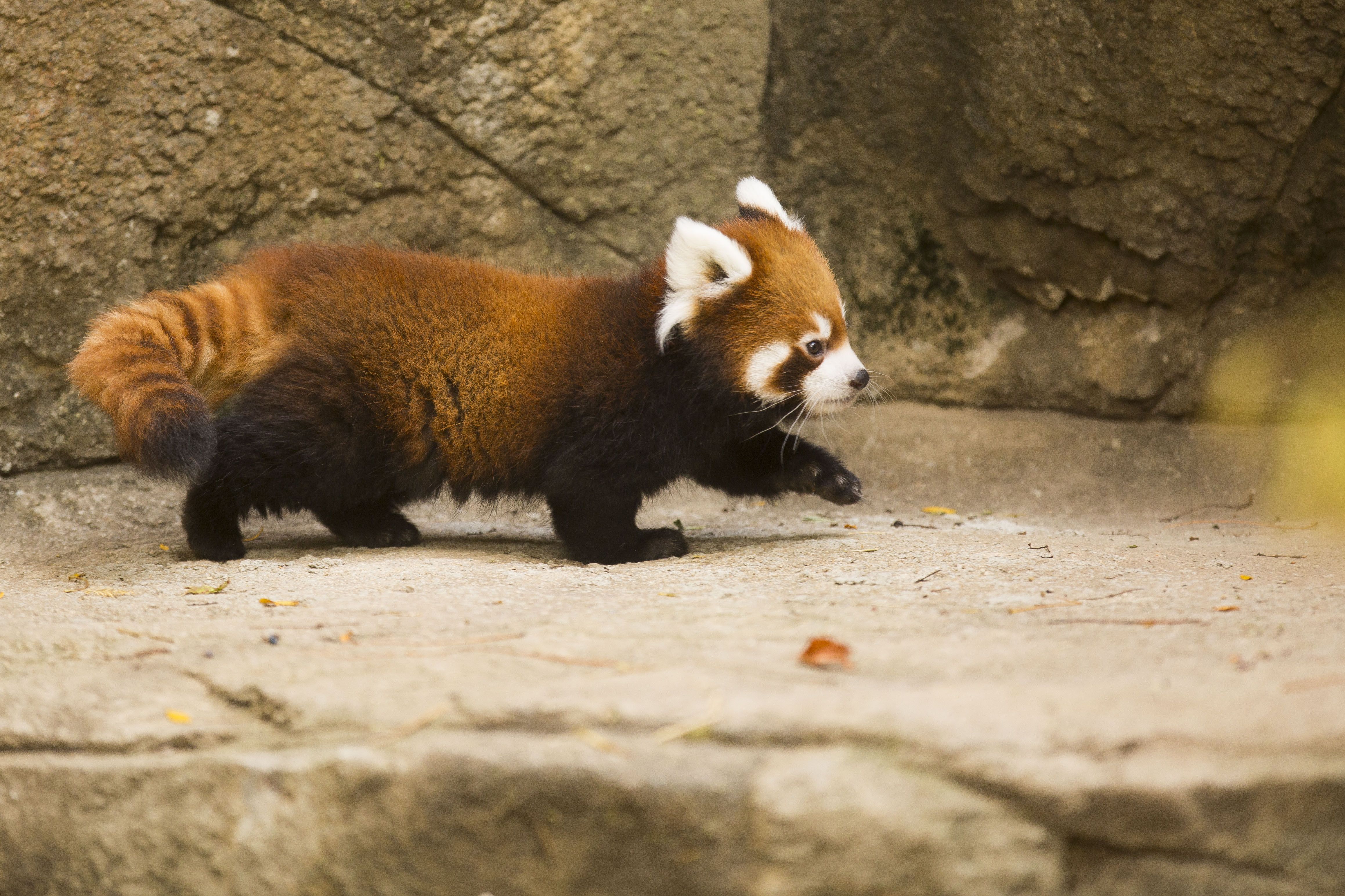 red panda, animal, zoo