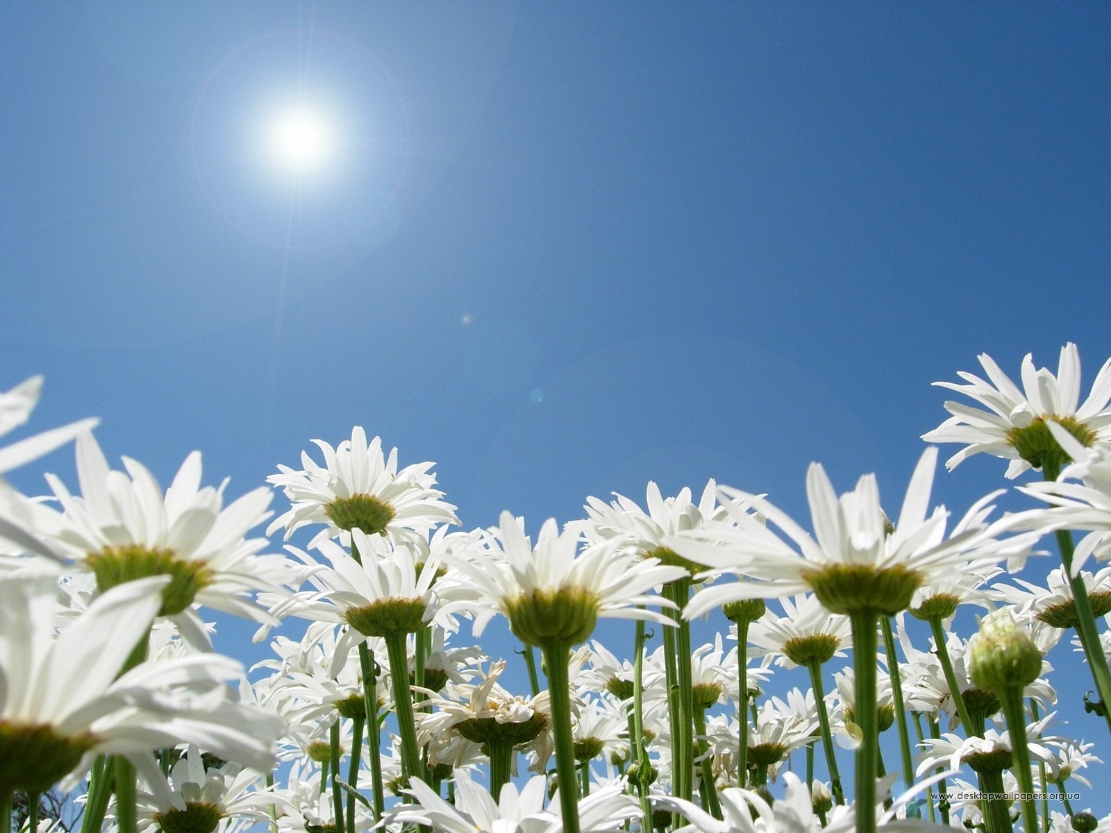 4635 télécharger le fond d'écran plantes, fleurs, sky, sun, camomille, bleu - économiseurs d'écran et images gratuitement