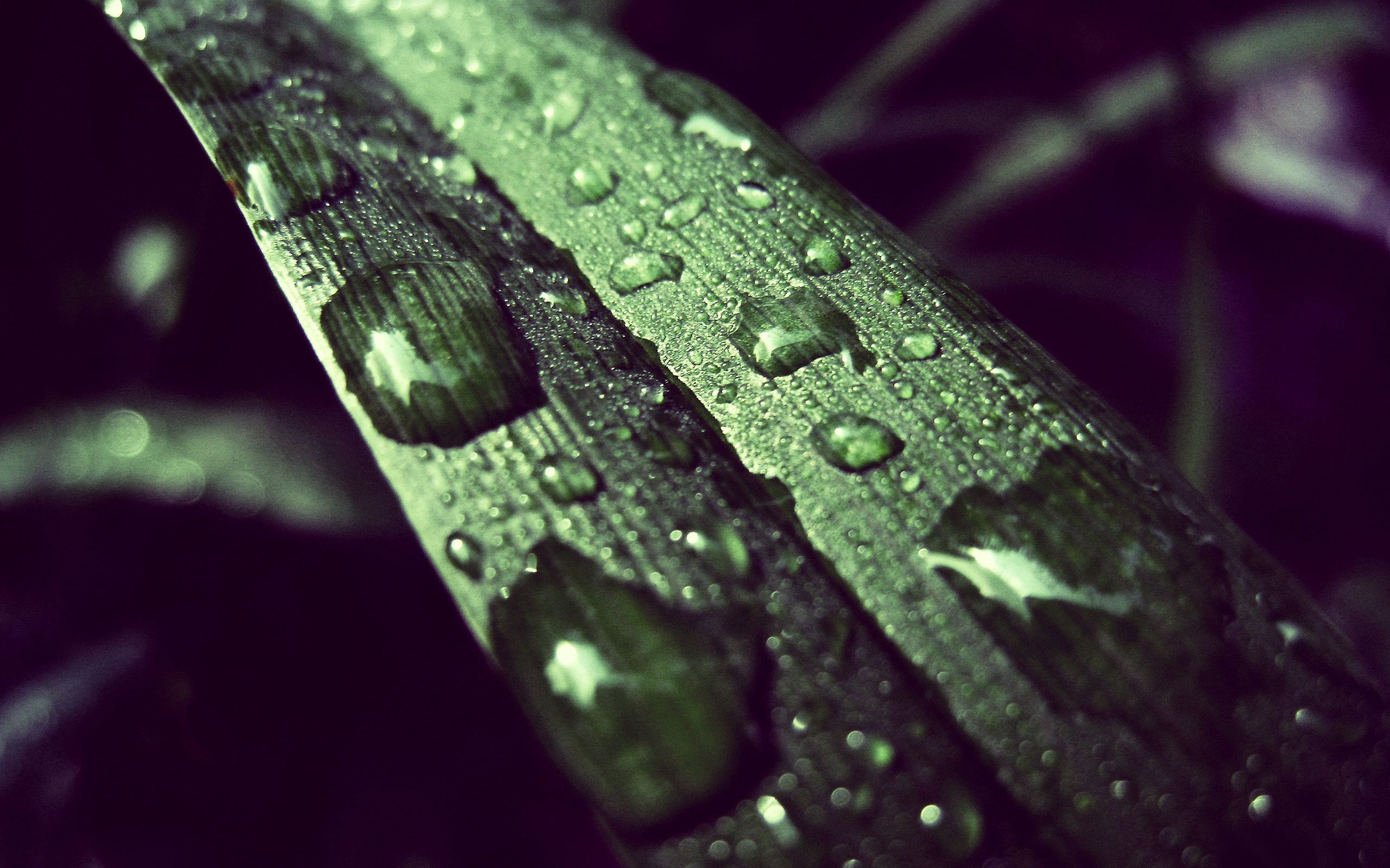 Download mobile wallpaper Grass, Macro, Dew, Drops, Surface for free.