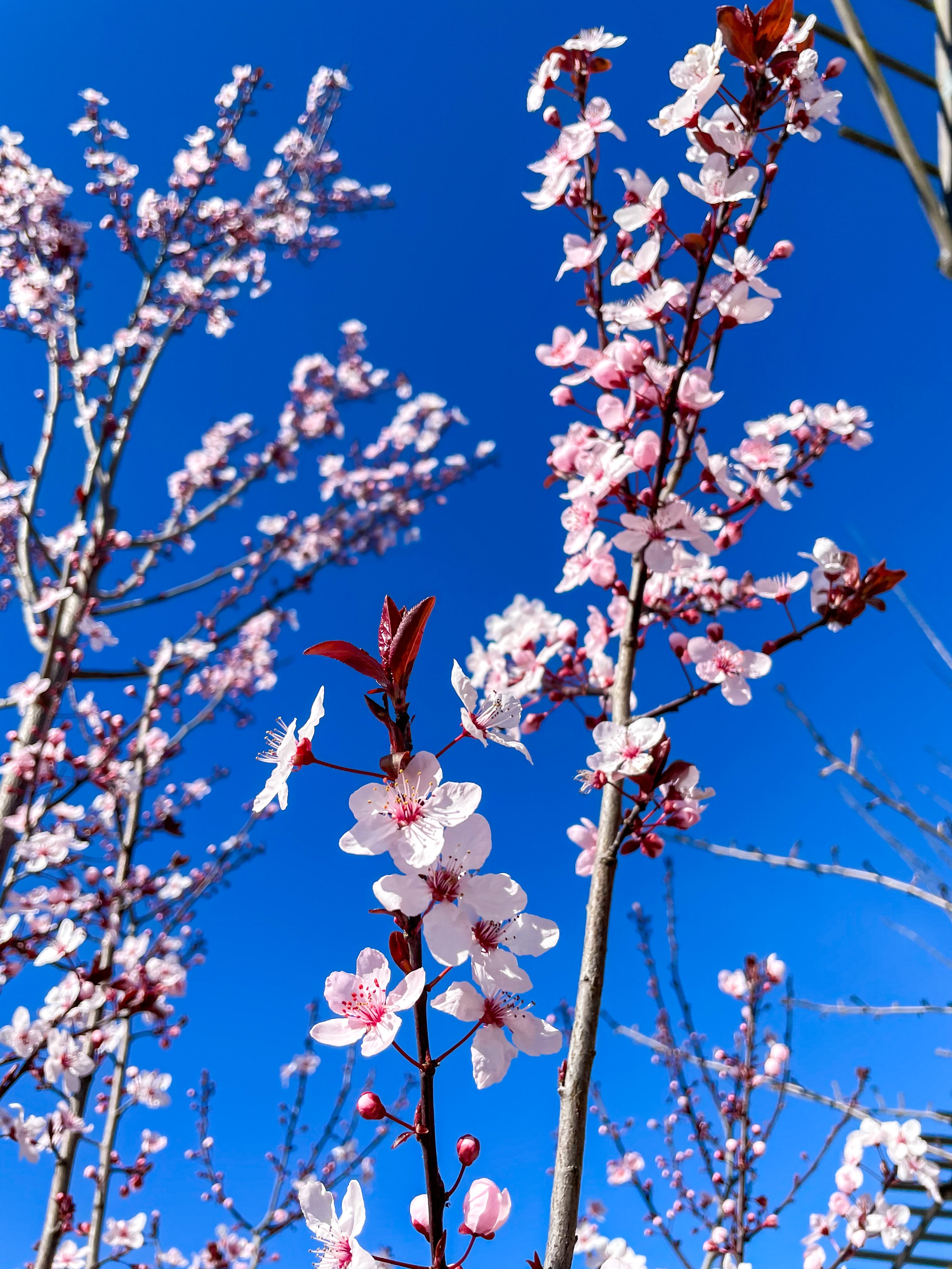 Cherry Blossom iPhone Background