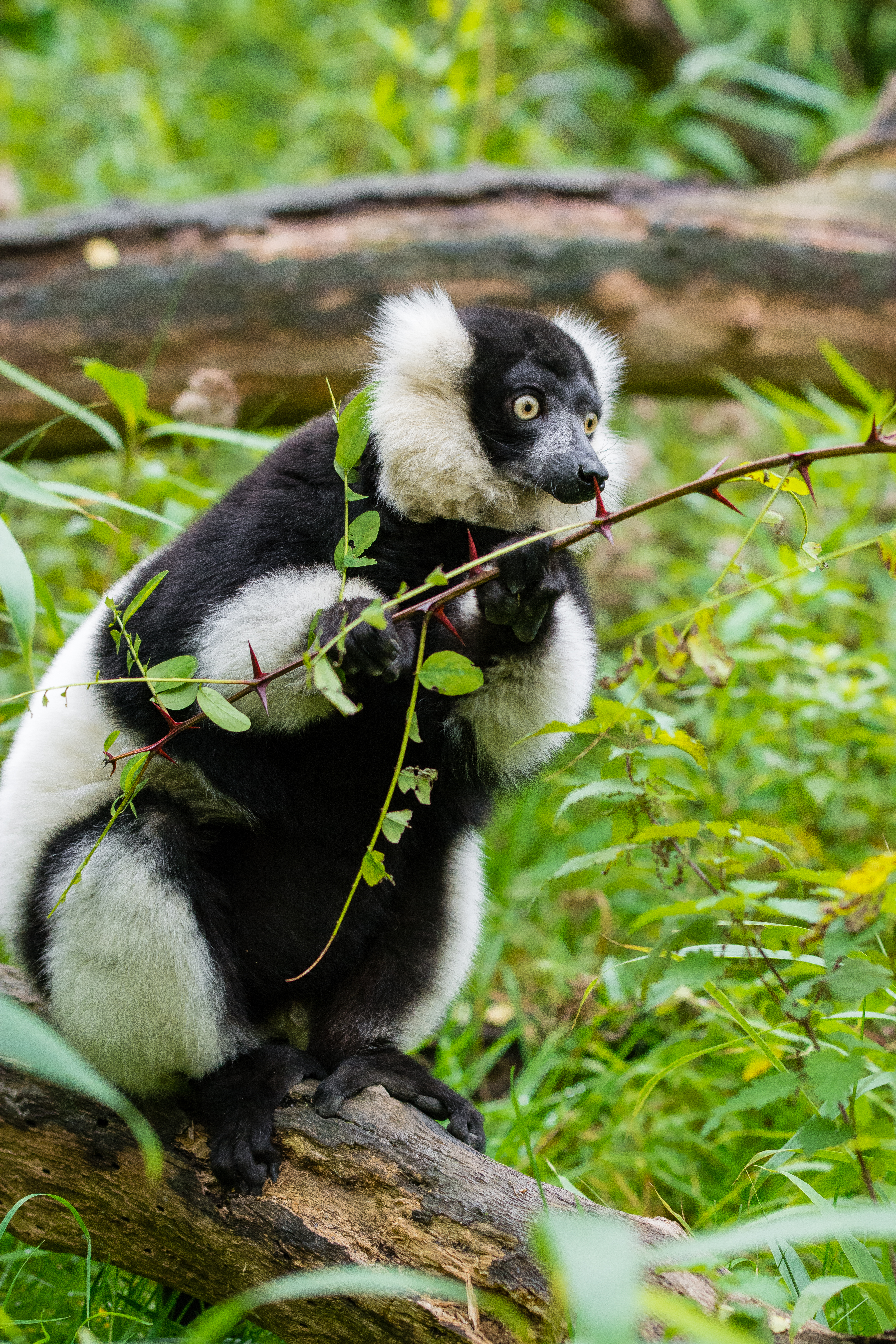 98521 Bild herunterladen tiere, geäst, zweige, lemur, überraschung, erstaunen, lemurenkoch, lemur vari - Hintergrundbilder und Bildschirmschoner kostenlos