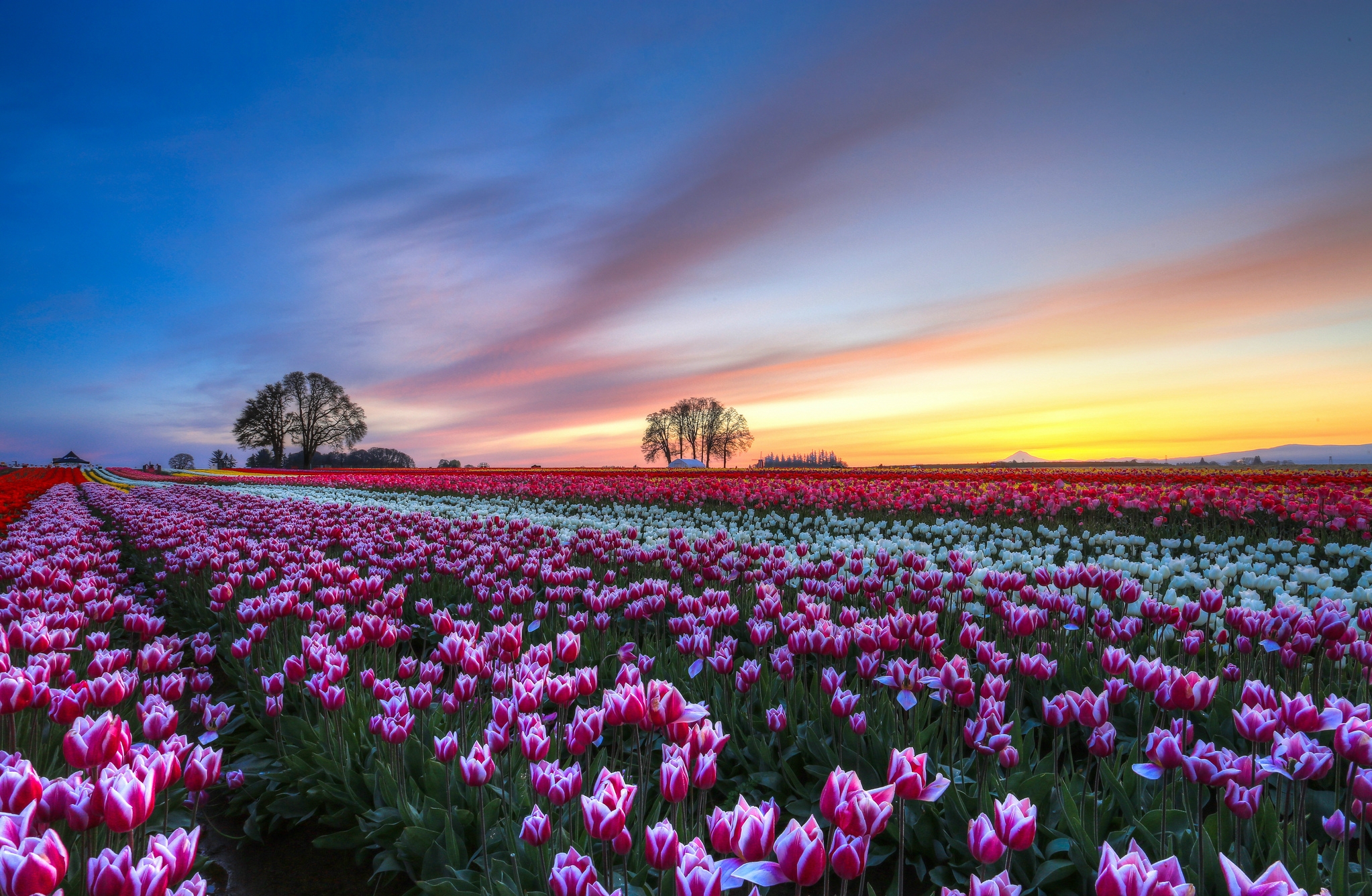 nature, trees, sky, tulips, multicolored, evening, flowers, sunset, clouds, field for android