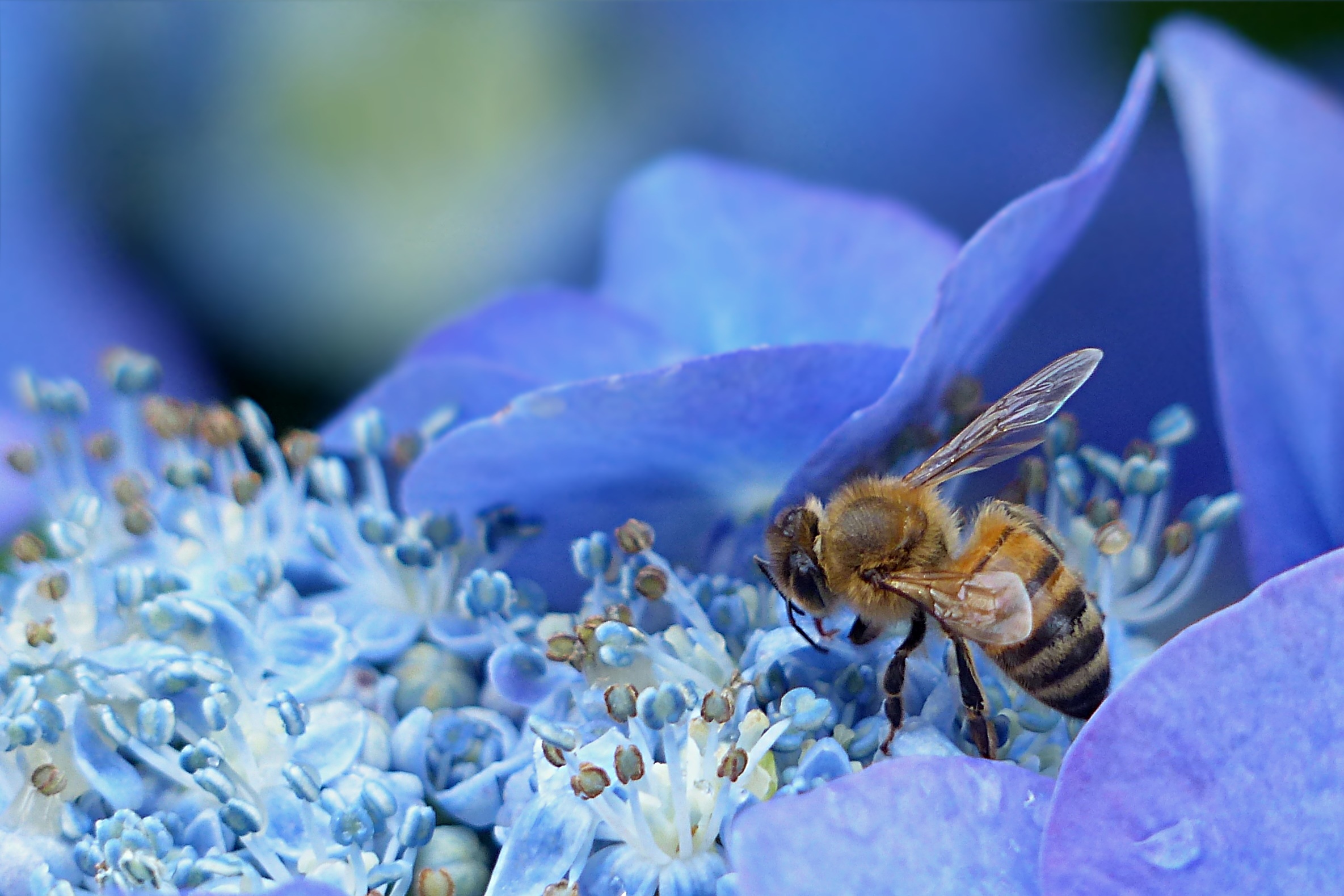 Скачать обои бесплатно Опыление, Пчела, Макро, Гортензия, Цветок картинка на рабочий стол ПК
