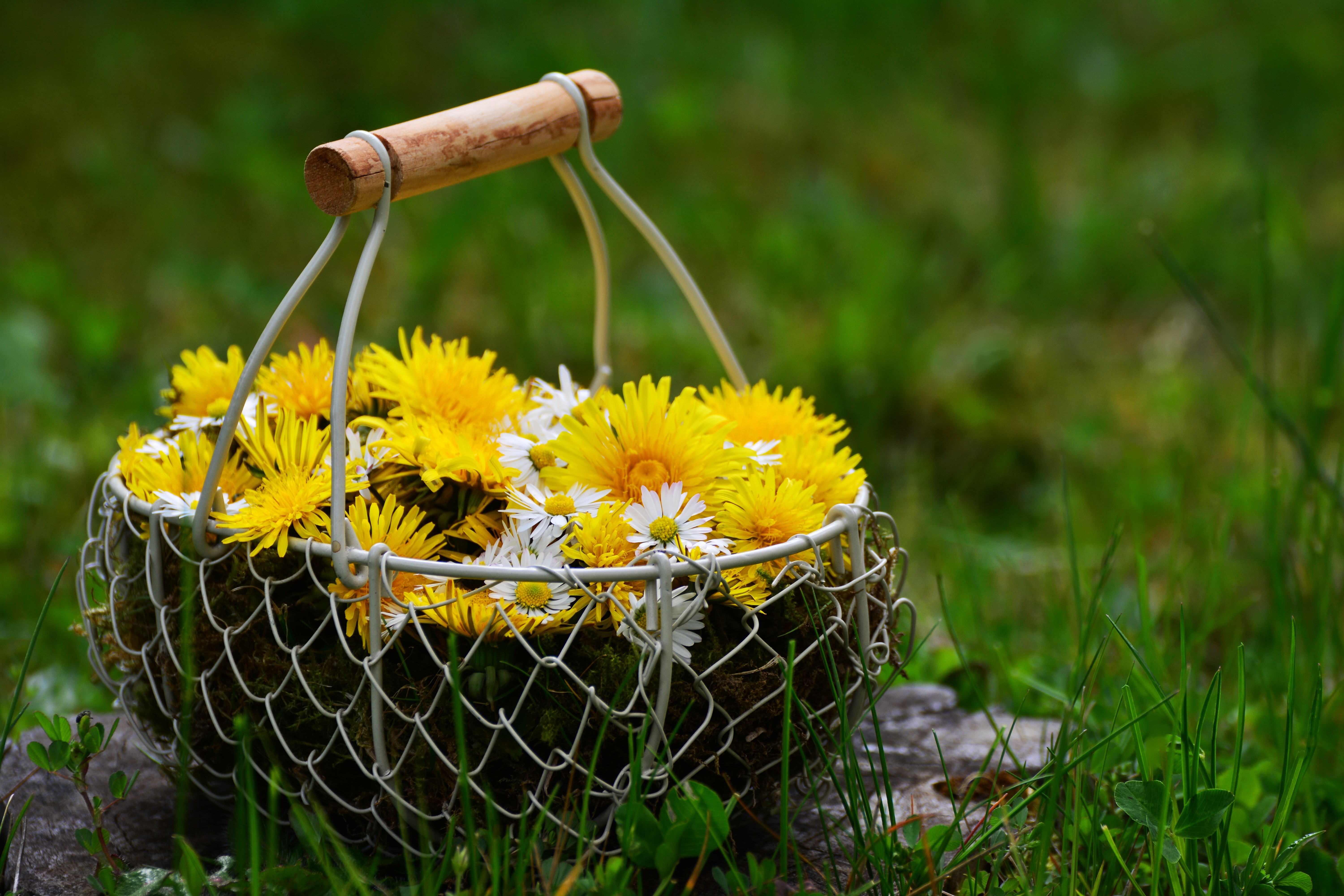 Download mobile wallpaper Basket, Flowers, Dandelions for free.