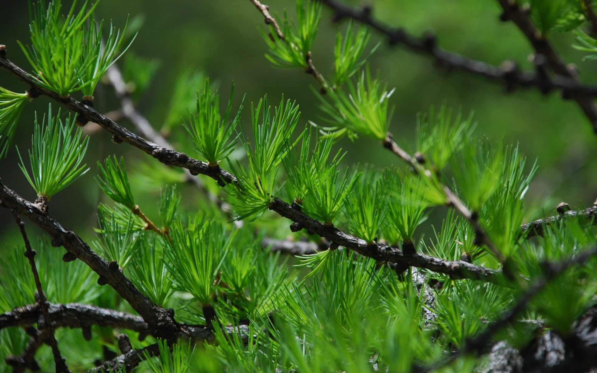 Download mobile wallpaper Plants, Pine for free.