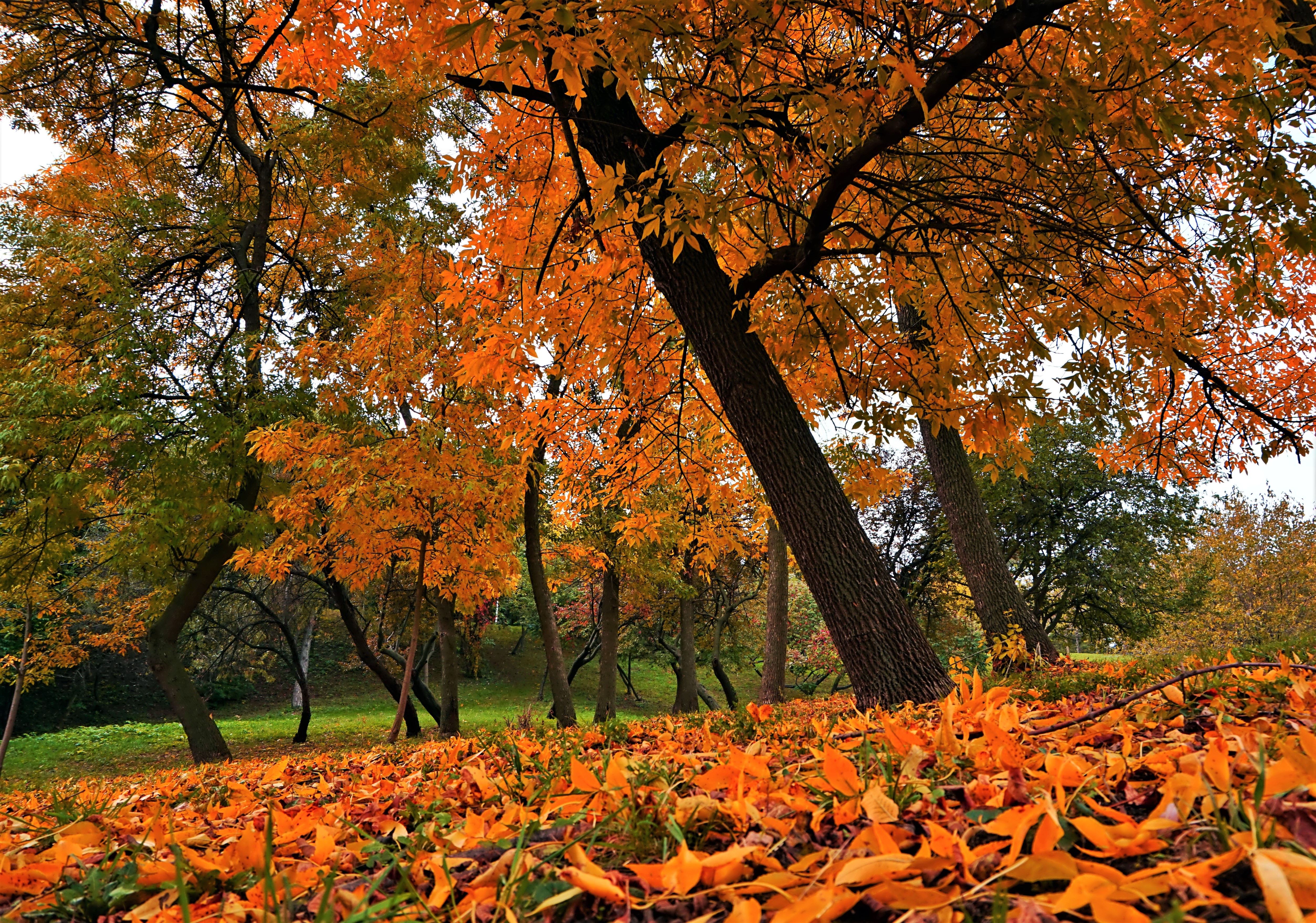 Какая сейчас осень. Золотая осень природы с листвой. Осень 8к. Фотографии лес осень с большим разрешением. Фотообои осенние листья.