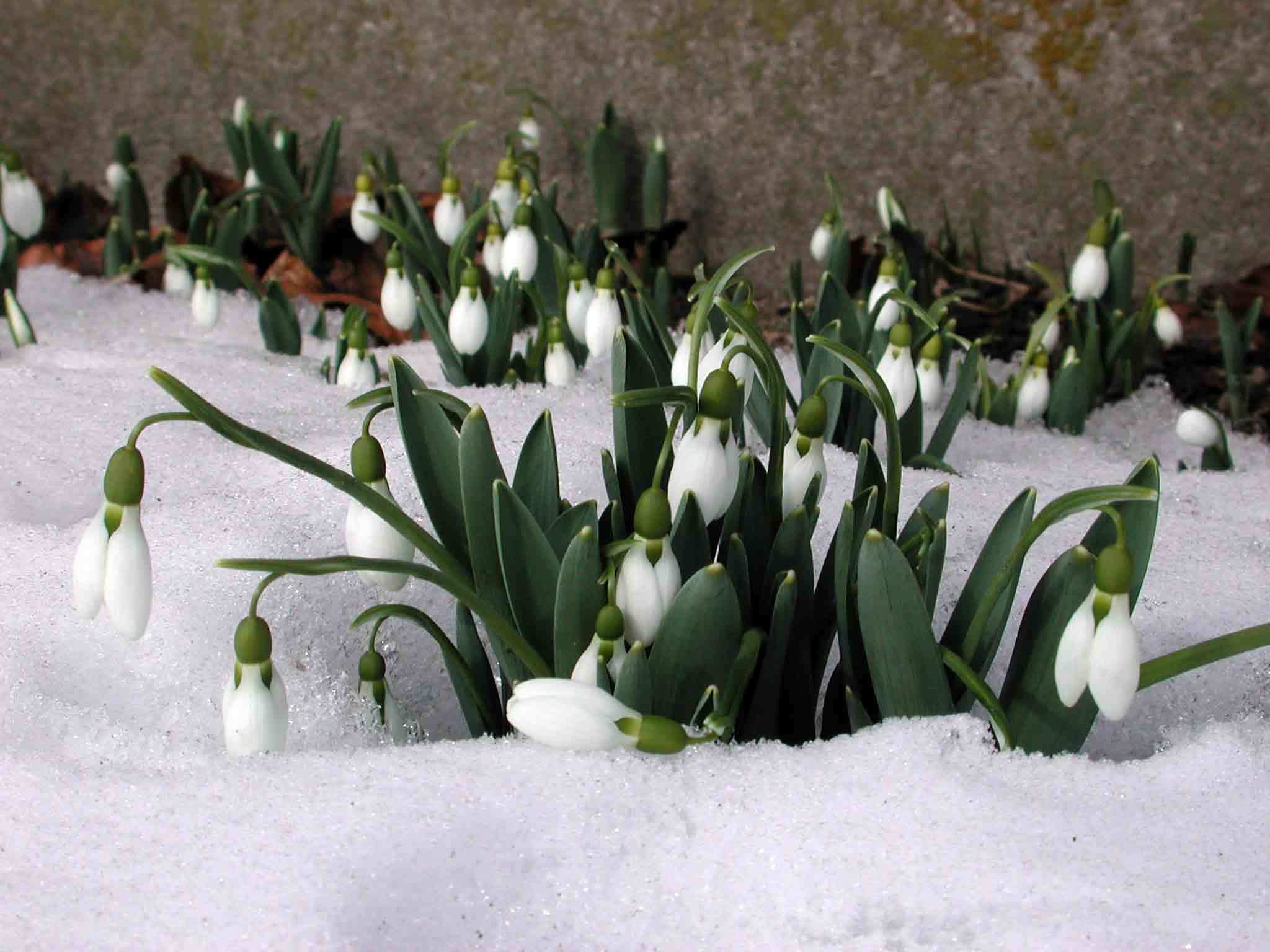 snowdrops, plants, winter, flowers Full HD