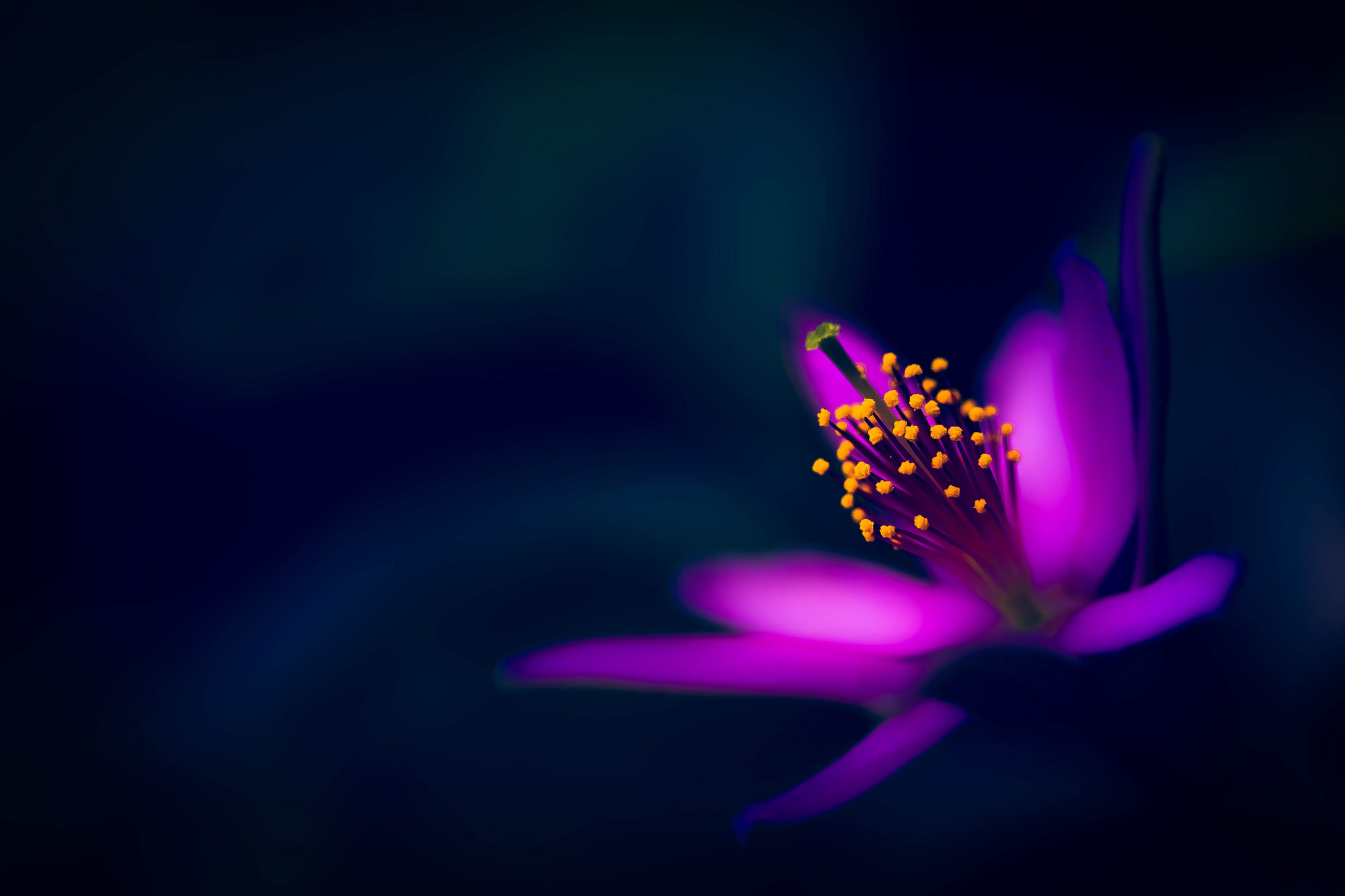Full HD Purple Flower Background
