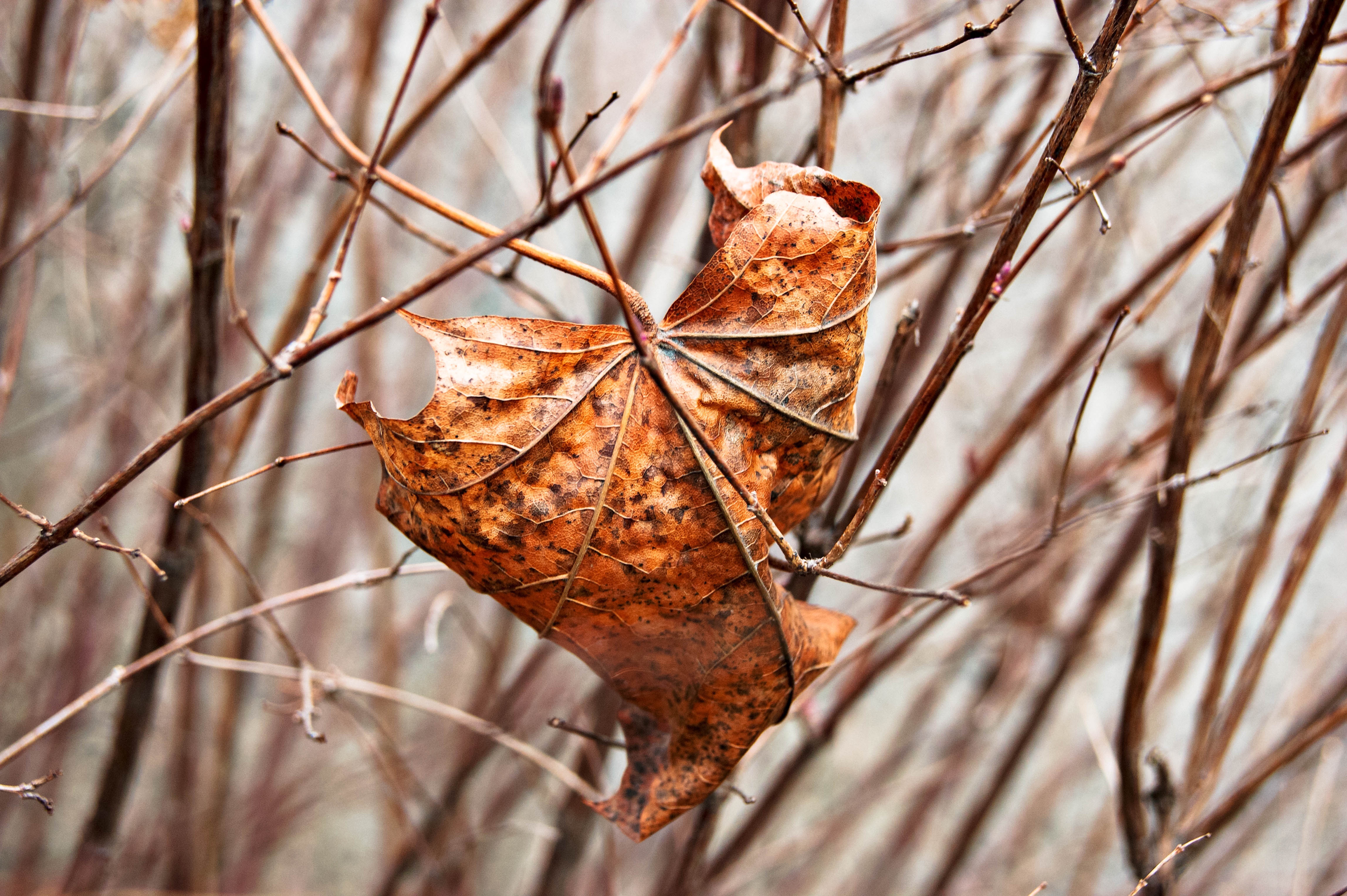 nature, branches, sheet, leaf, dry, maple 1080p