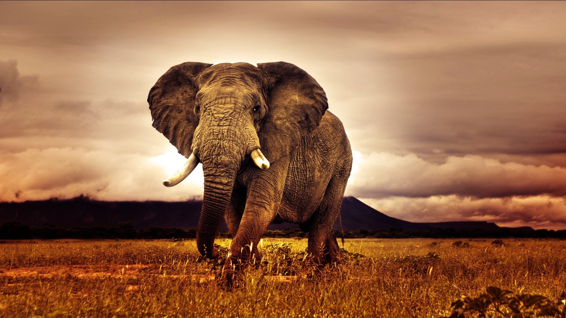 elephants, african bush elephant, animal QHD