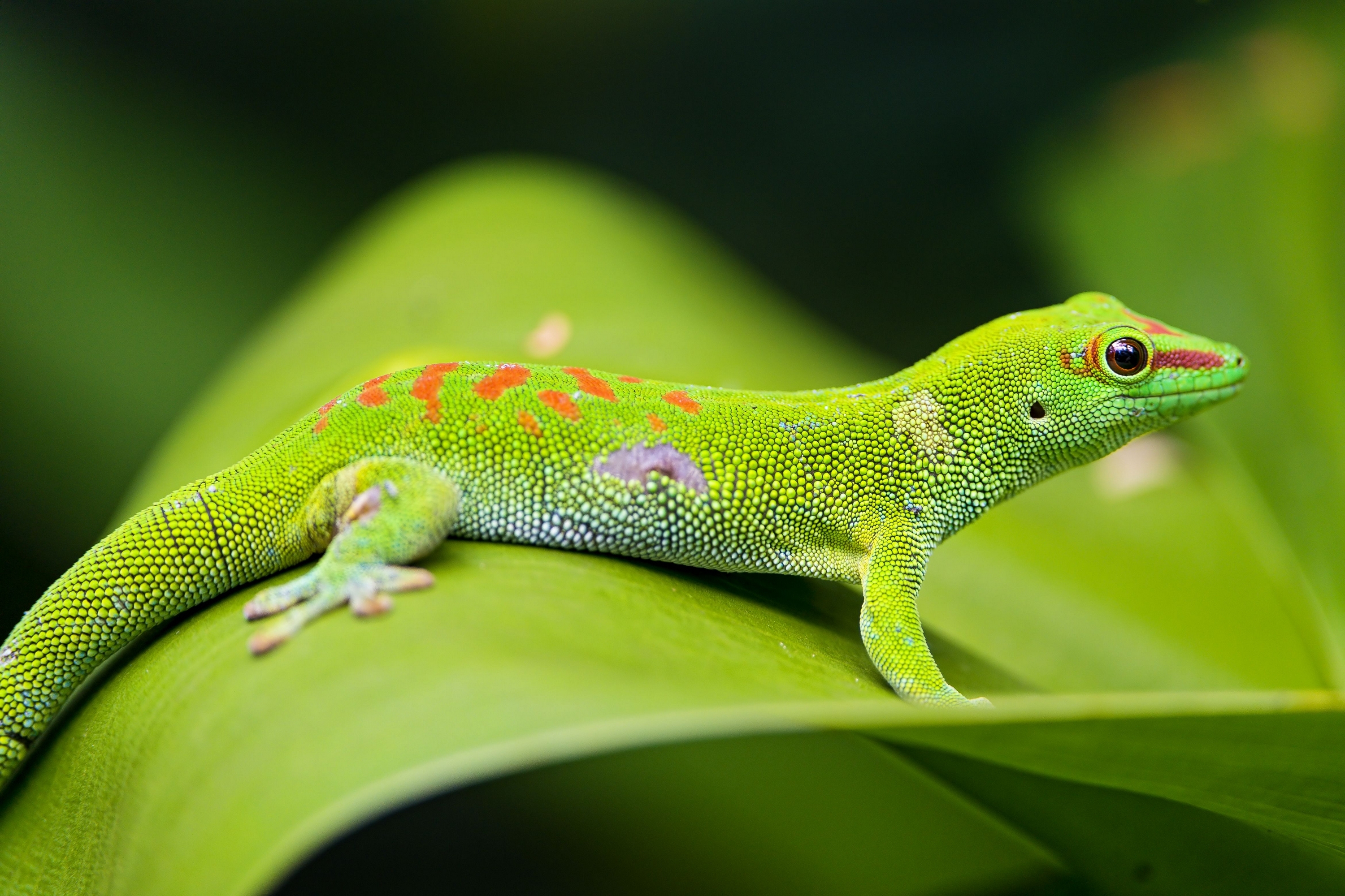 Laden Sie das Makro, Blatt, Eidechse, Gecko, Tiere-Bild kostenlos auf Ihren PC-Desktop herunter