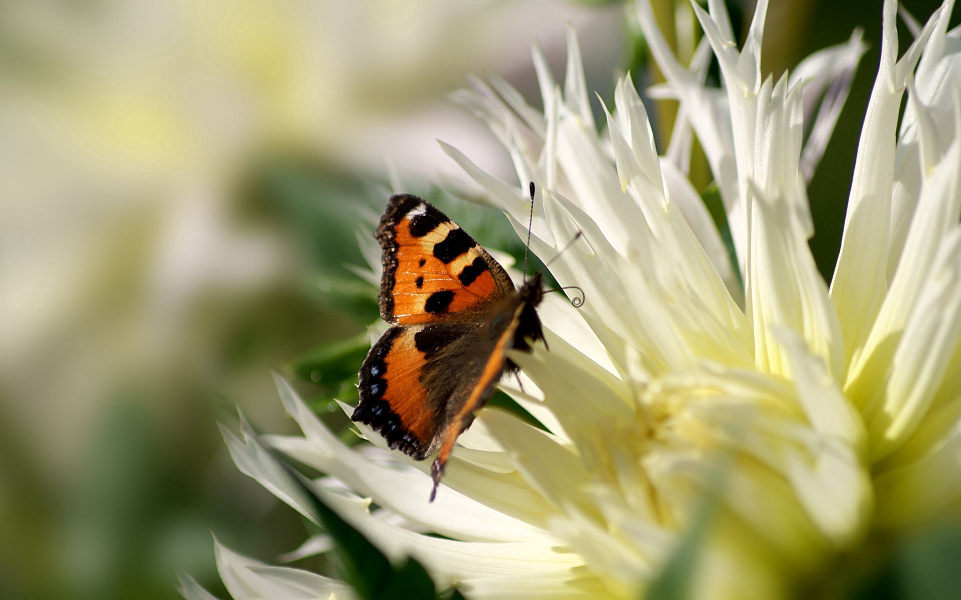 Handy-Wallpaper Flug, Schmetterling, Makro, Flügel, Blume, Patterns kostenlos herunterladen.
