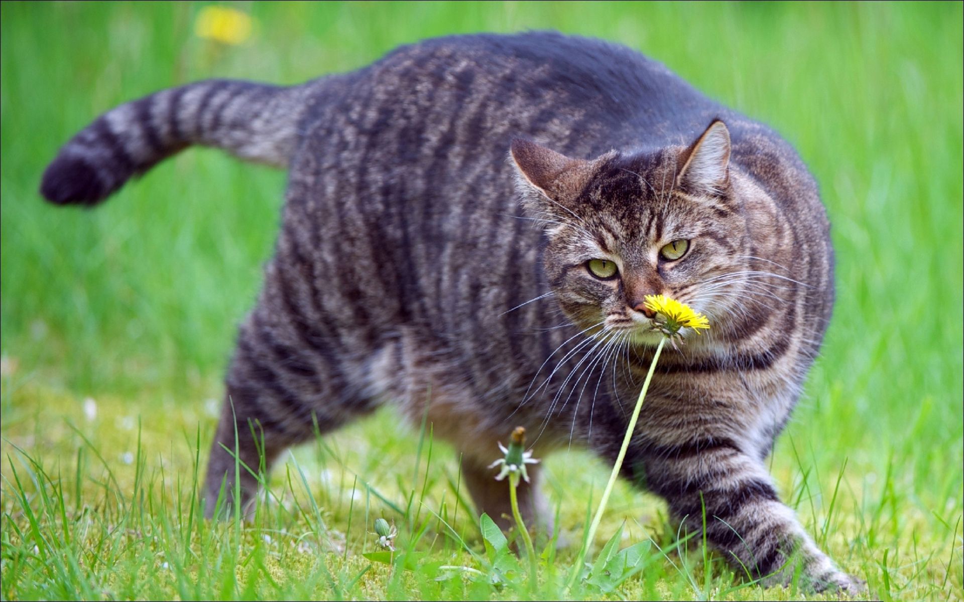 Free HD animals, grass, cat, stroll, fat, thick, smell, to sniff