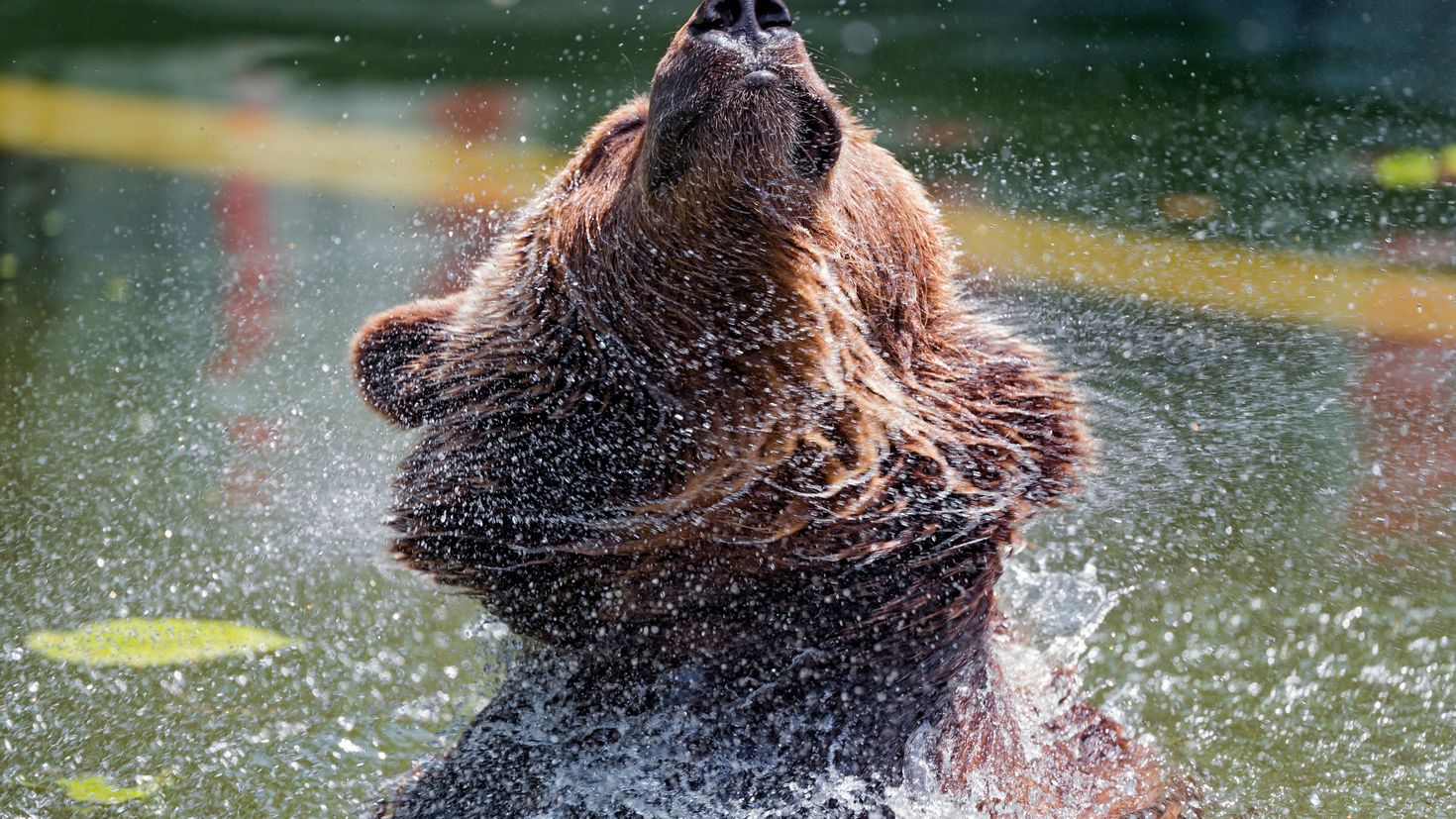 Water bears. Гризли рычит. Картина Медвежонок в брызгах. Медведь на рабочий стол телефона. Медведь ловит рыбу фото.