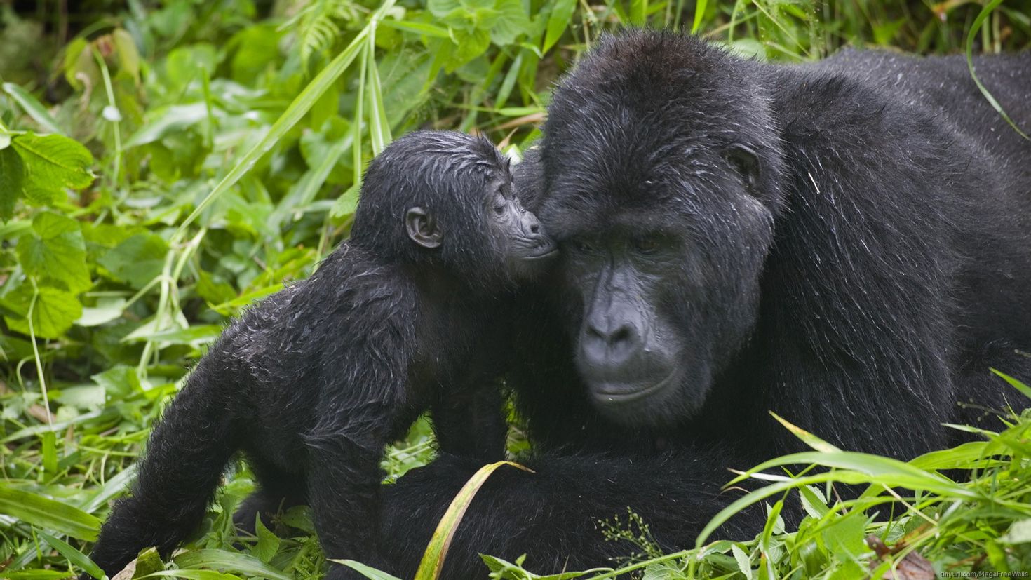 Наблюдать обезьяна. Горилла Бвинди. Национальный парк горилл Уганда. Национальный парк Бвинди животные. Человекообразные обезьяны гориллы.