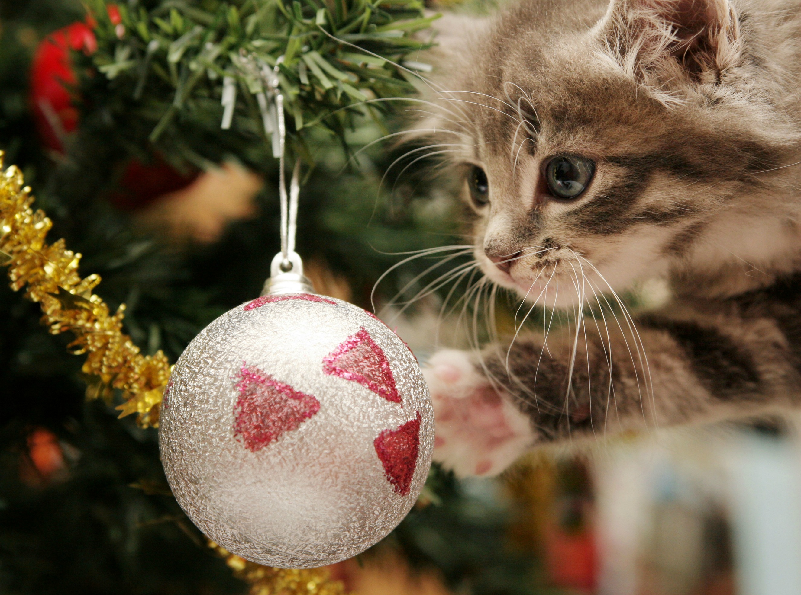 Téléchargez des papiers peints mobile Décorations De Noël, Noël, Chat, Vacances gratuitement.