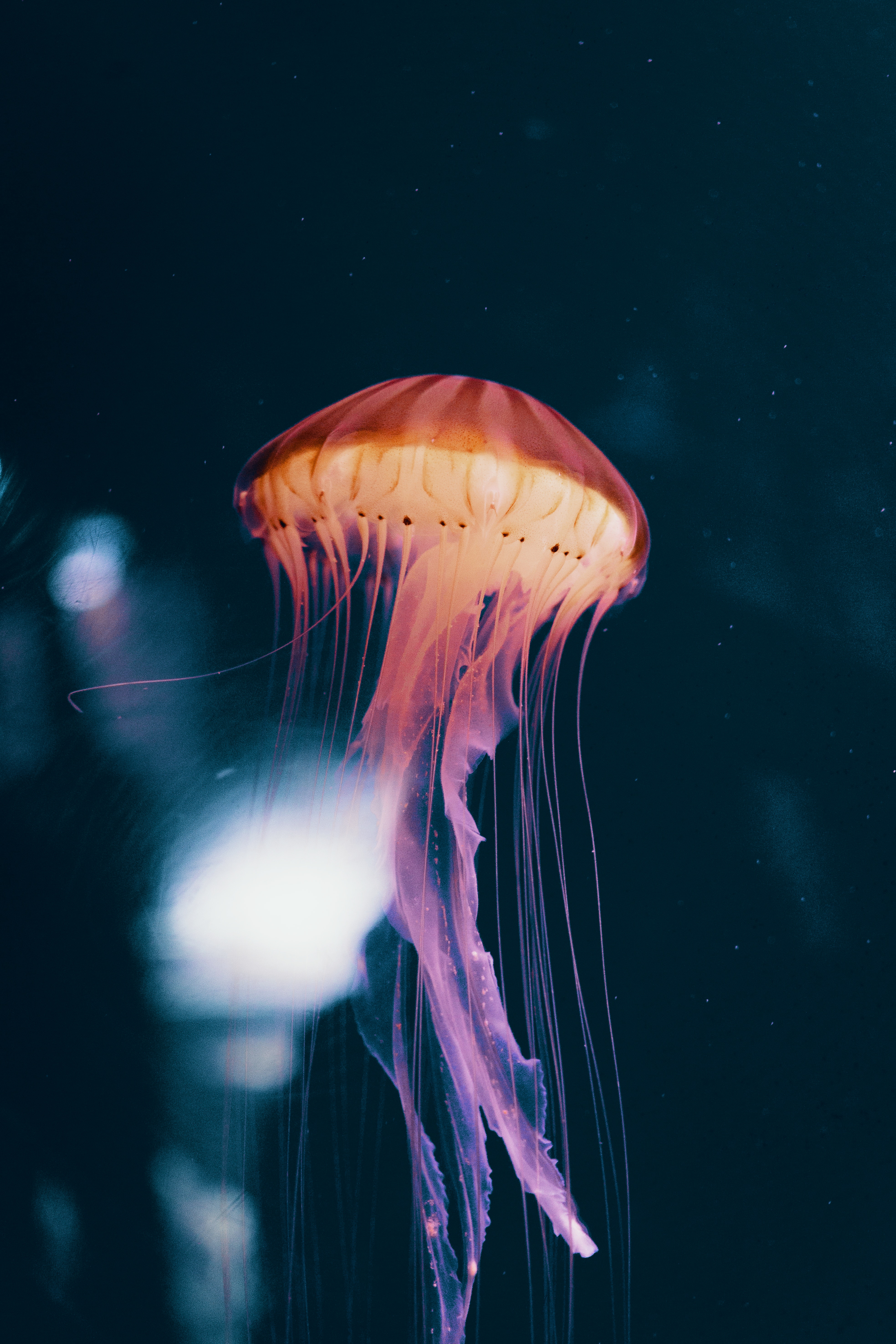 jellyfish, animals, neon, underwater world, phosphorus Phone Background