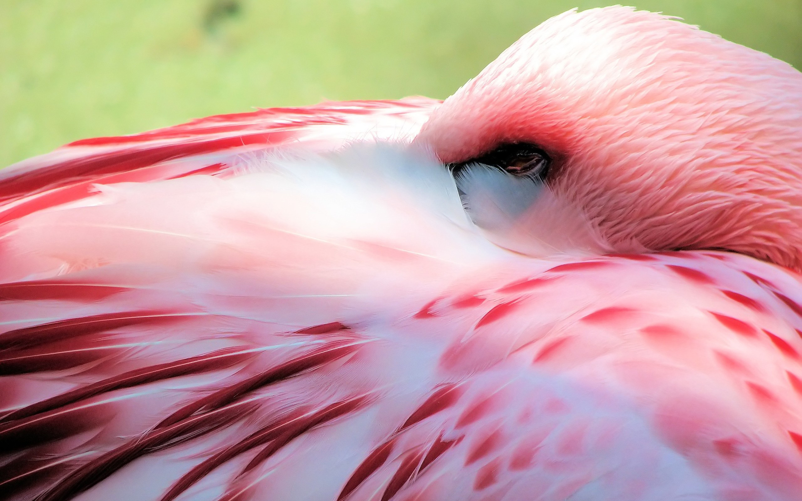 281714 Bildschirmschoner und Hintergrundbilder Flamingo auf Ihrem Telefon. Laden Sie  Bilder kostenlos herunter
