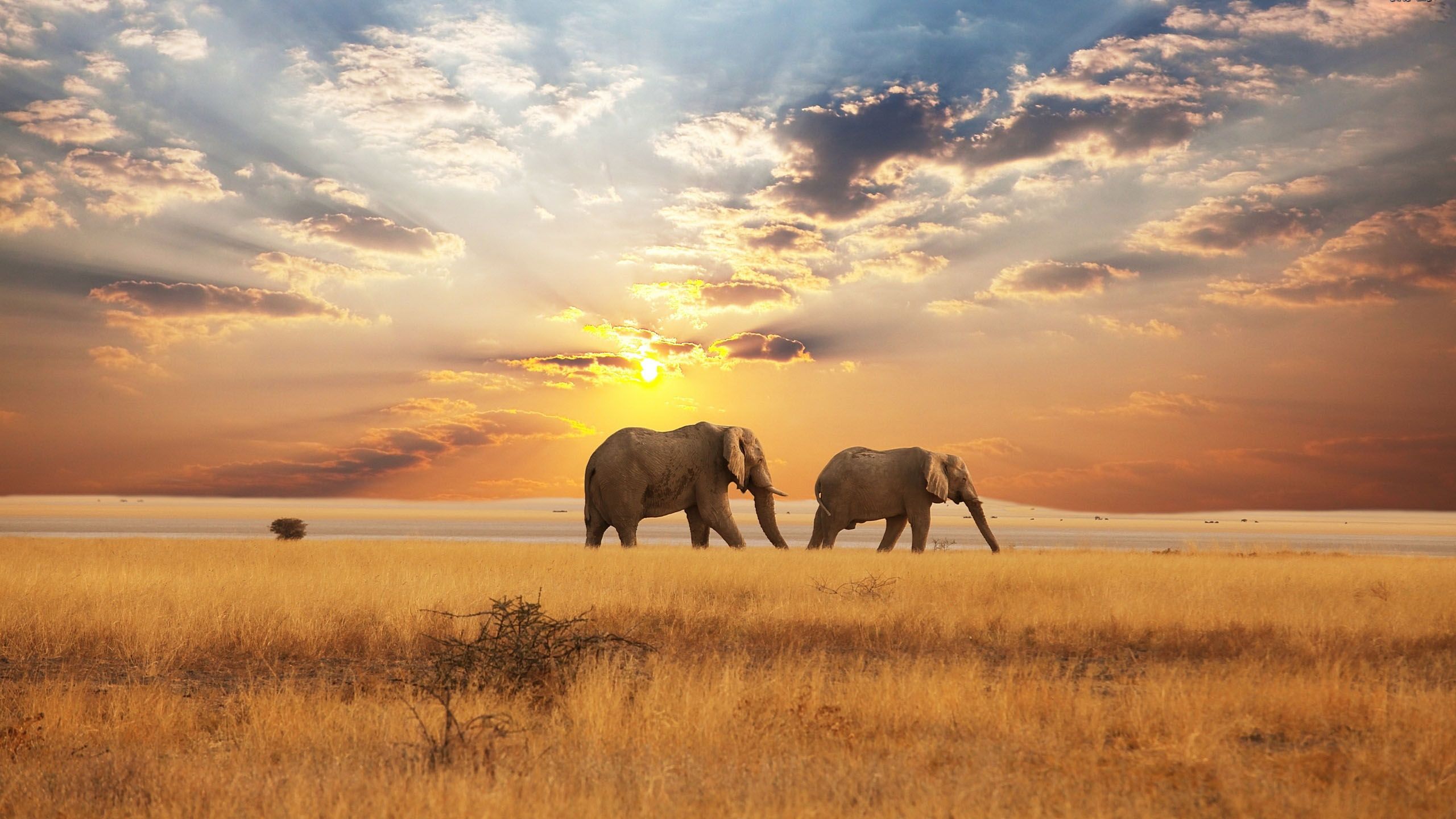Красивые слоны