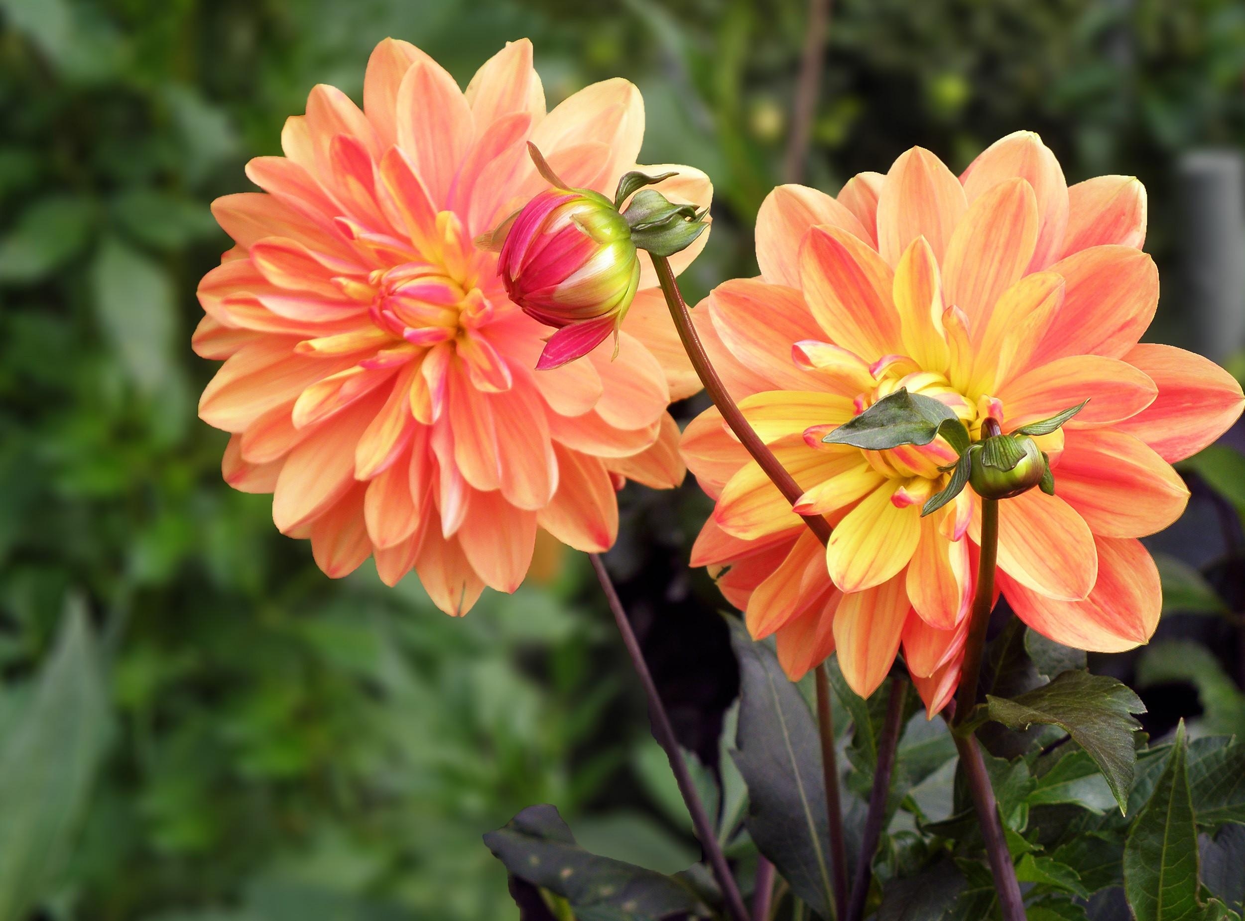 Free HD flowers, smooth, bud, blur, close up, flower bed, flowerbed, dahlias