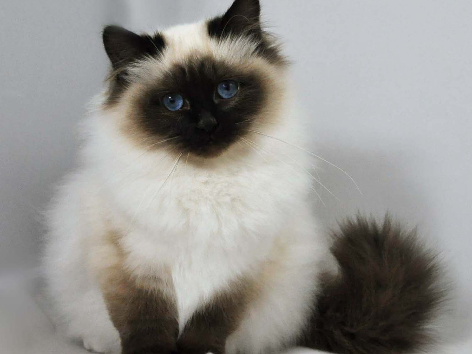 1502098 скачать обои бирманская кошка, животные, кошка, голубые глаза, милый - заставки и картинки бесплатно