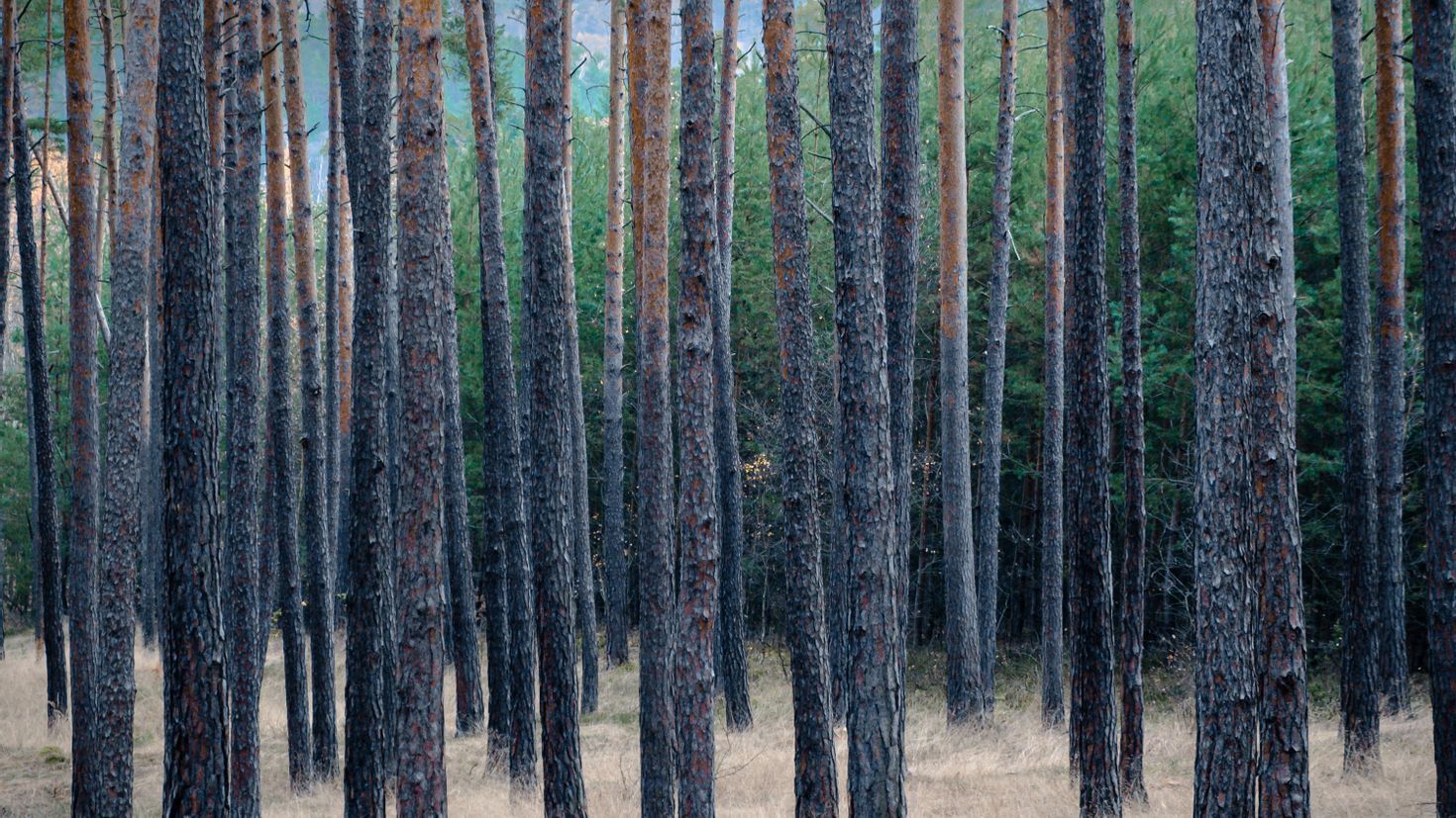 Сухой лес. Чехол Сосновый лес. Тюмень Сосник травяной лес. Pine Tree Dry. Forest grass Pines.