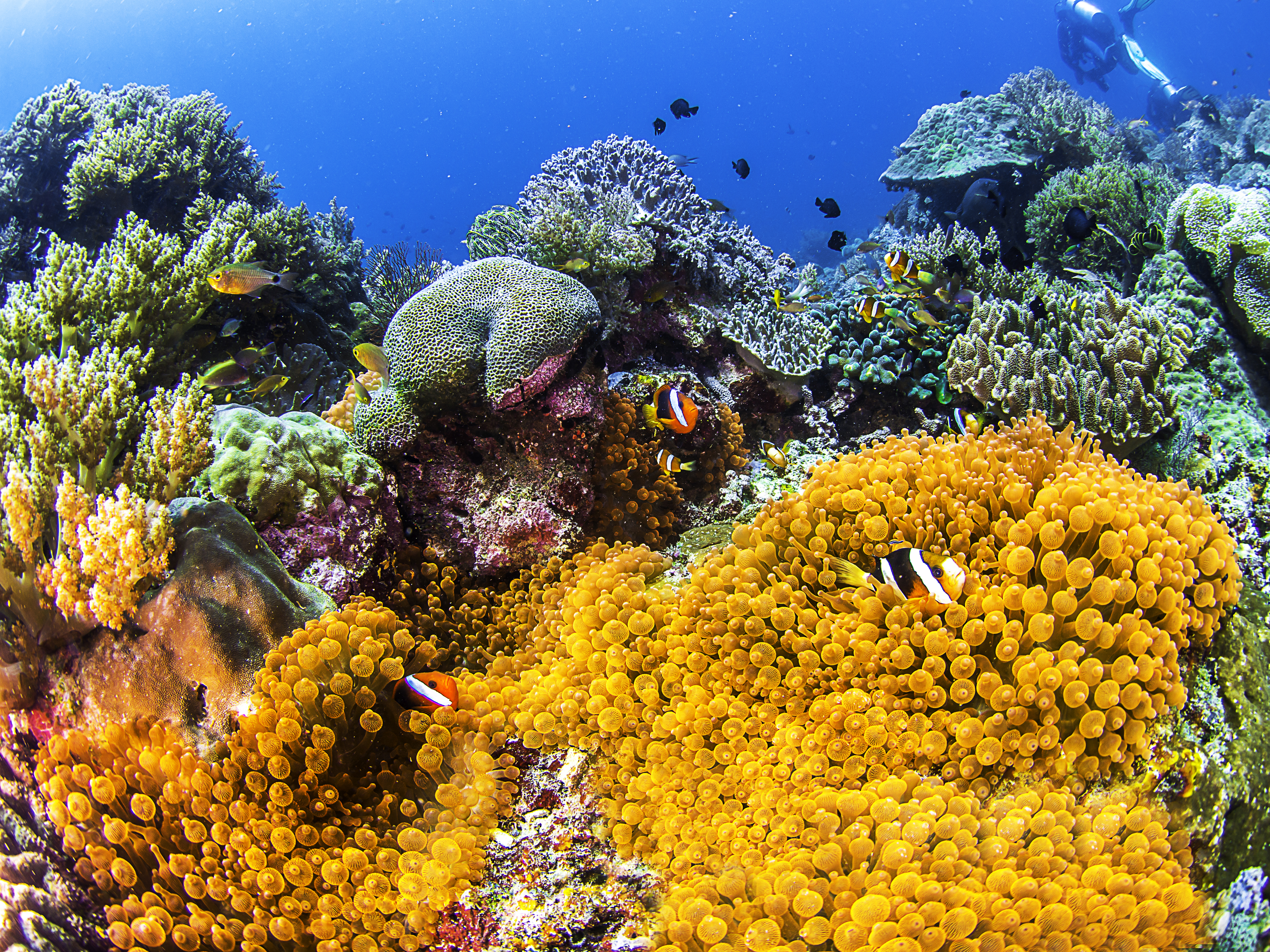 animal, clownfish, coral, fish, sea anemone, sea life, underwater, fishes HD wallpaper