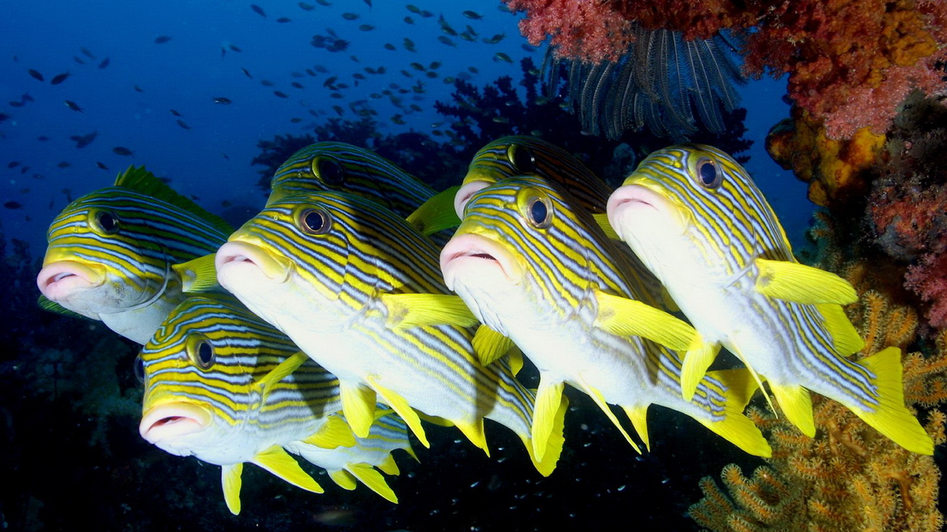Рыбы океанические фото и названия