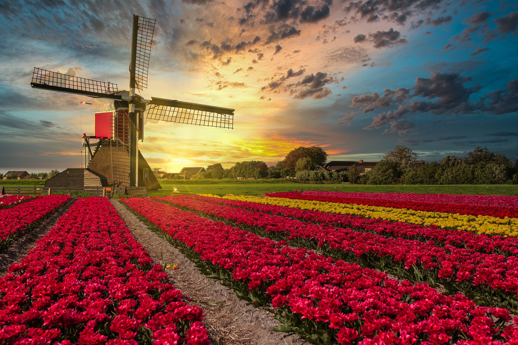 поля с цветами в голландии