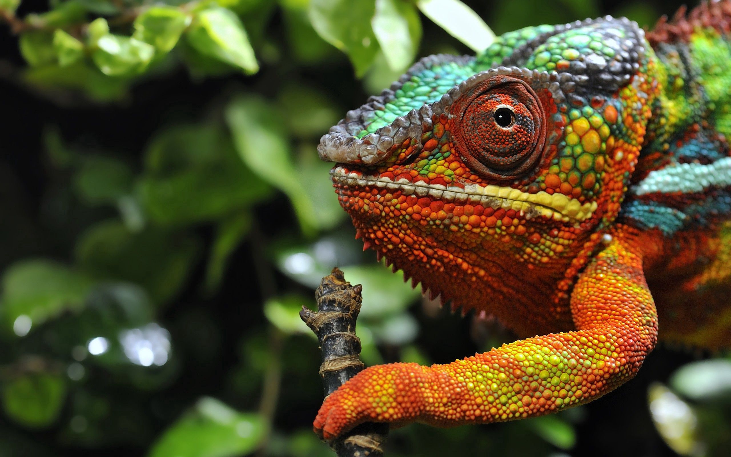 Free download wallpaper Grass, Opinion, Chameleon, Color, Sight, Animals on your PC desktop
