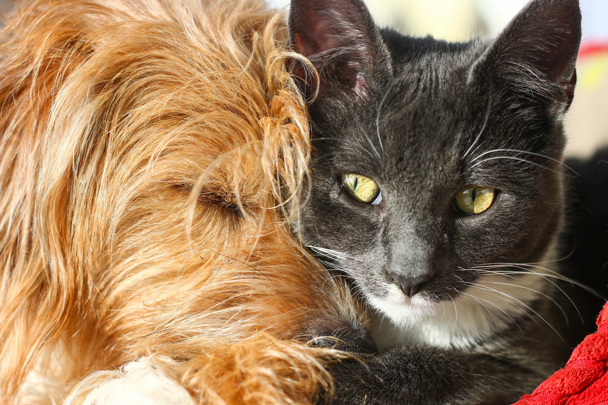Рыжие кошки и шоколадный пес Дружба