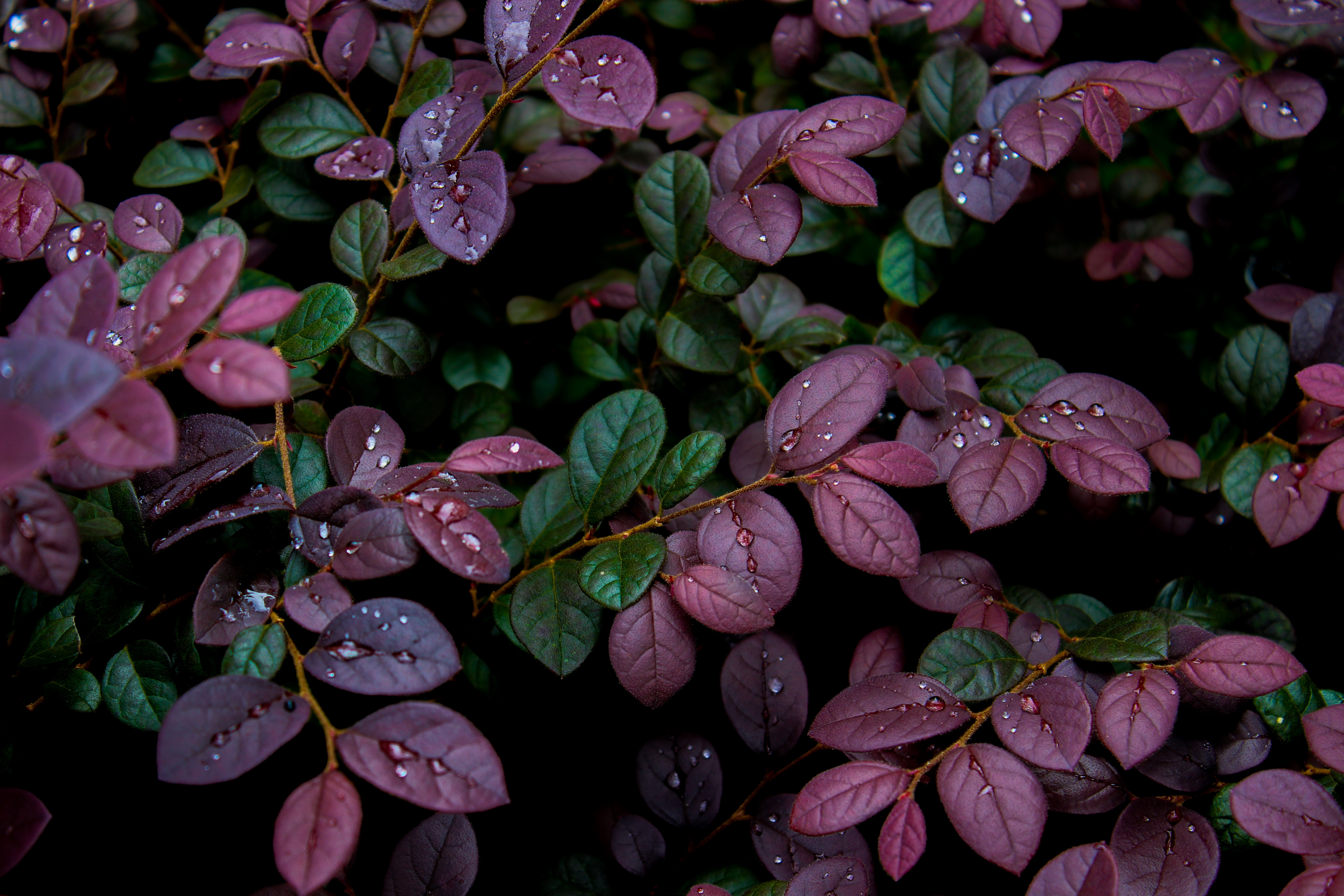 drops, dew, nature, plant, leaves, moisture 32K