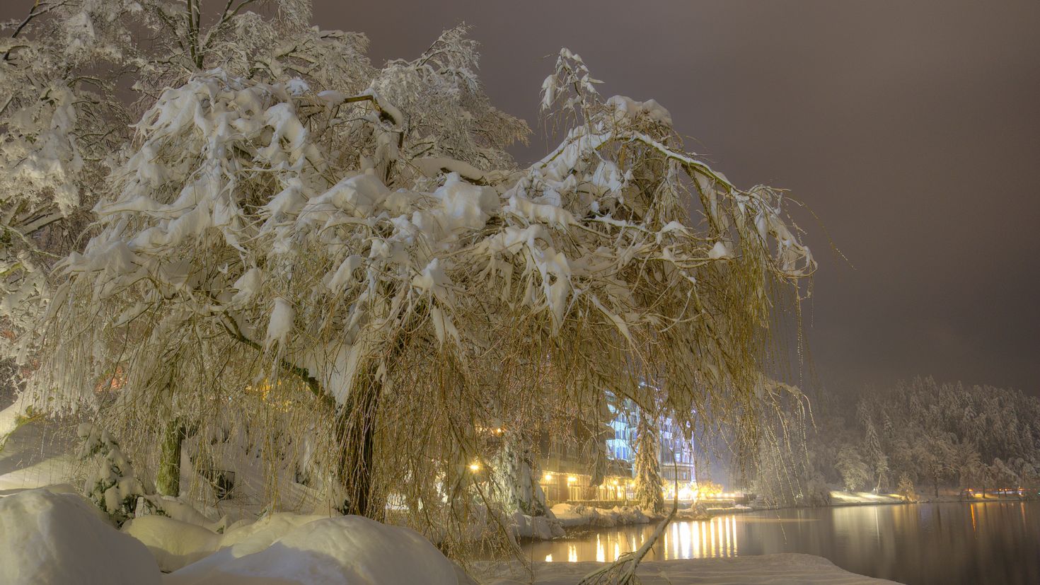 Деревья в снегу ночью