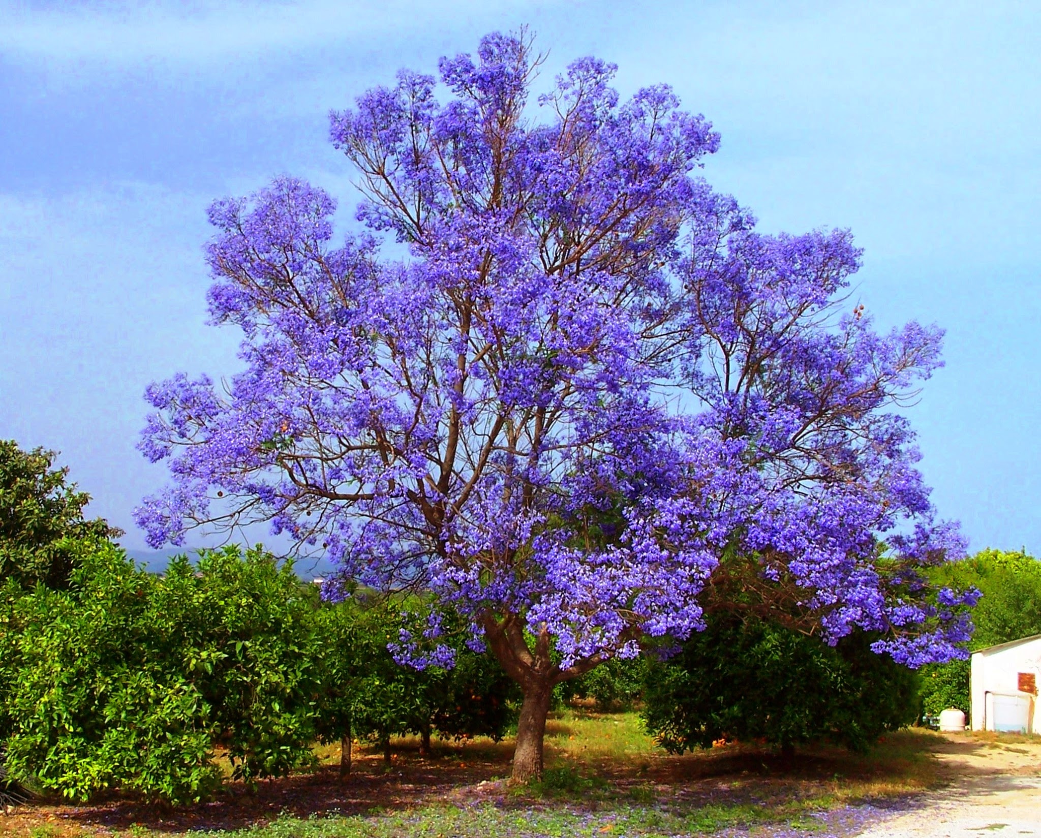 Павловния дерево фото с цветами и с листьями