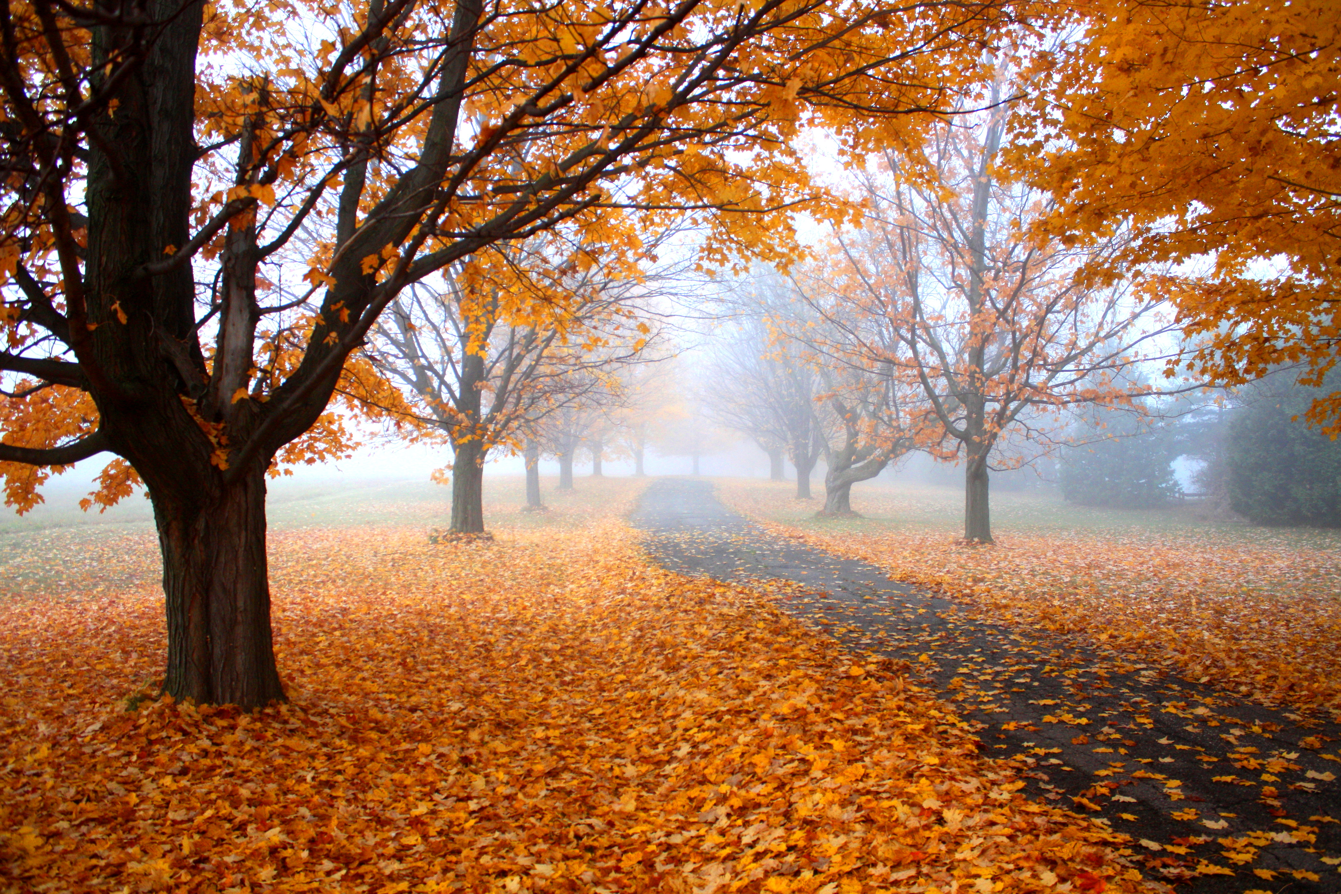 897869 скачать картинку осень, сделано человеком, дорожка, листва, оранжевый цвет), тротуар, дерево - обои и заставки бесплатно