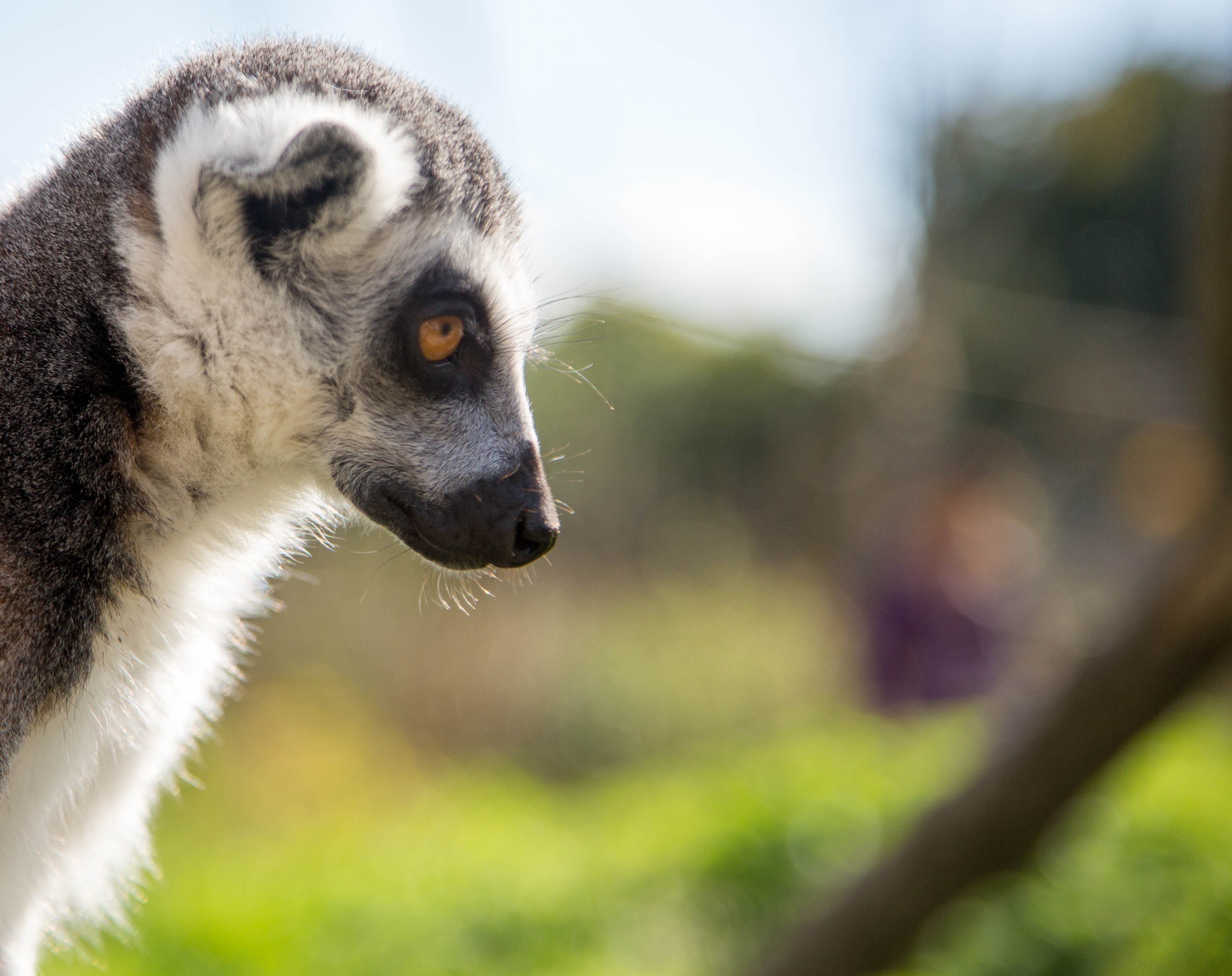 Handy-Wallpaper Profil, Schnauze, Sicht, Meinung, Tiere, Lemur kostenlos herunterladen.