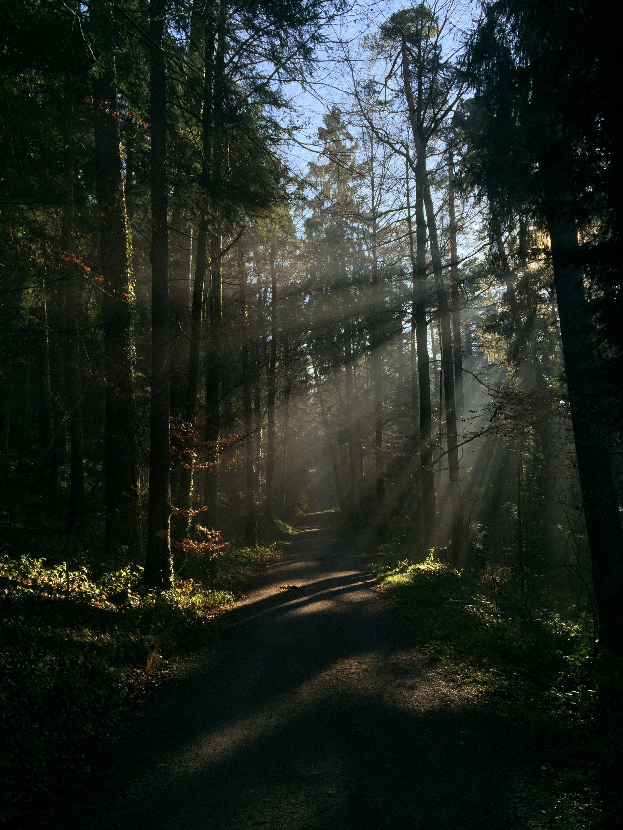 trail, nature, trees, rays, beams, forest, path Phone Background