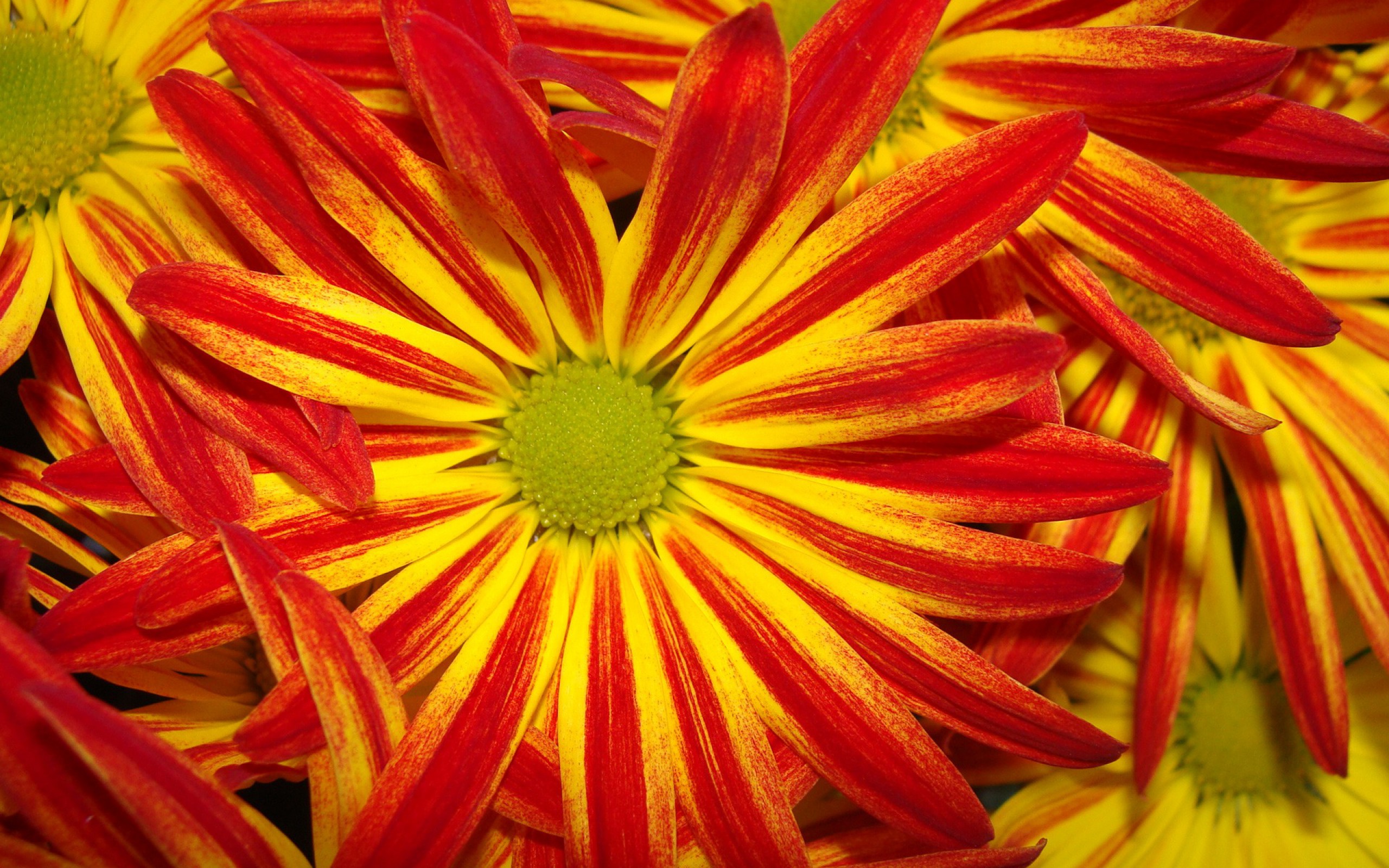 267104壁紙のダウンロード地球, デイジー, 明るい, 花, 自然, 赤い花, 黄色い花, フラワーズ-スクリーンセーバーと写真を無料で