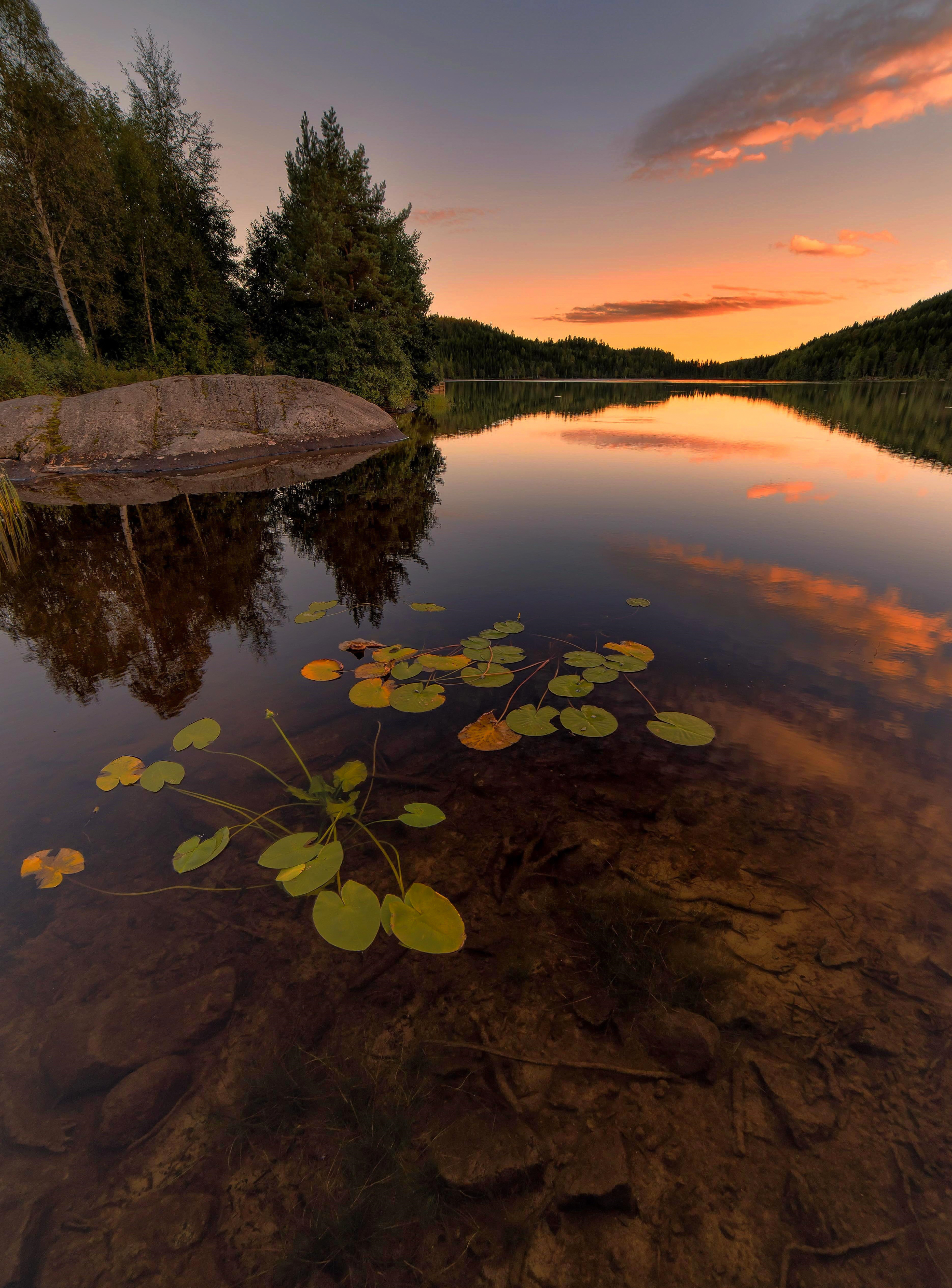 trees, plants, nature, sunset, stones, lake, spruce, fir Free Stock Photo