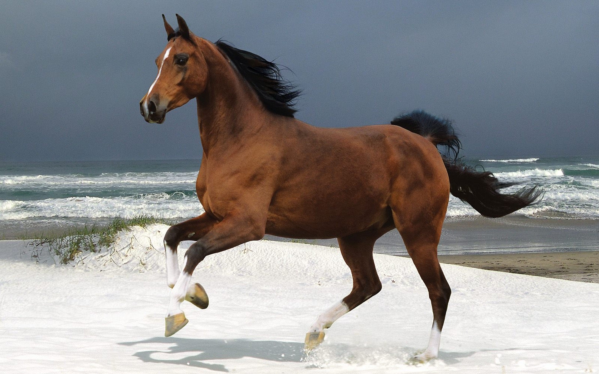 31279 descargar imagen caballos, animales: fondos de pantalla y protectores de pantalla gratis