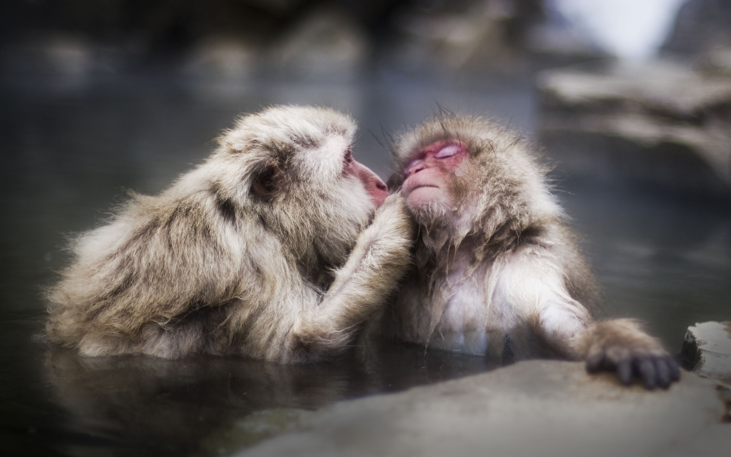 animal, japanese macaque, monkeys 1080p