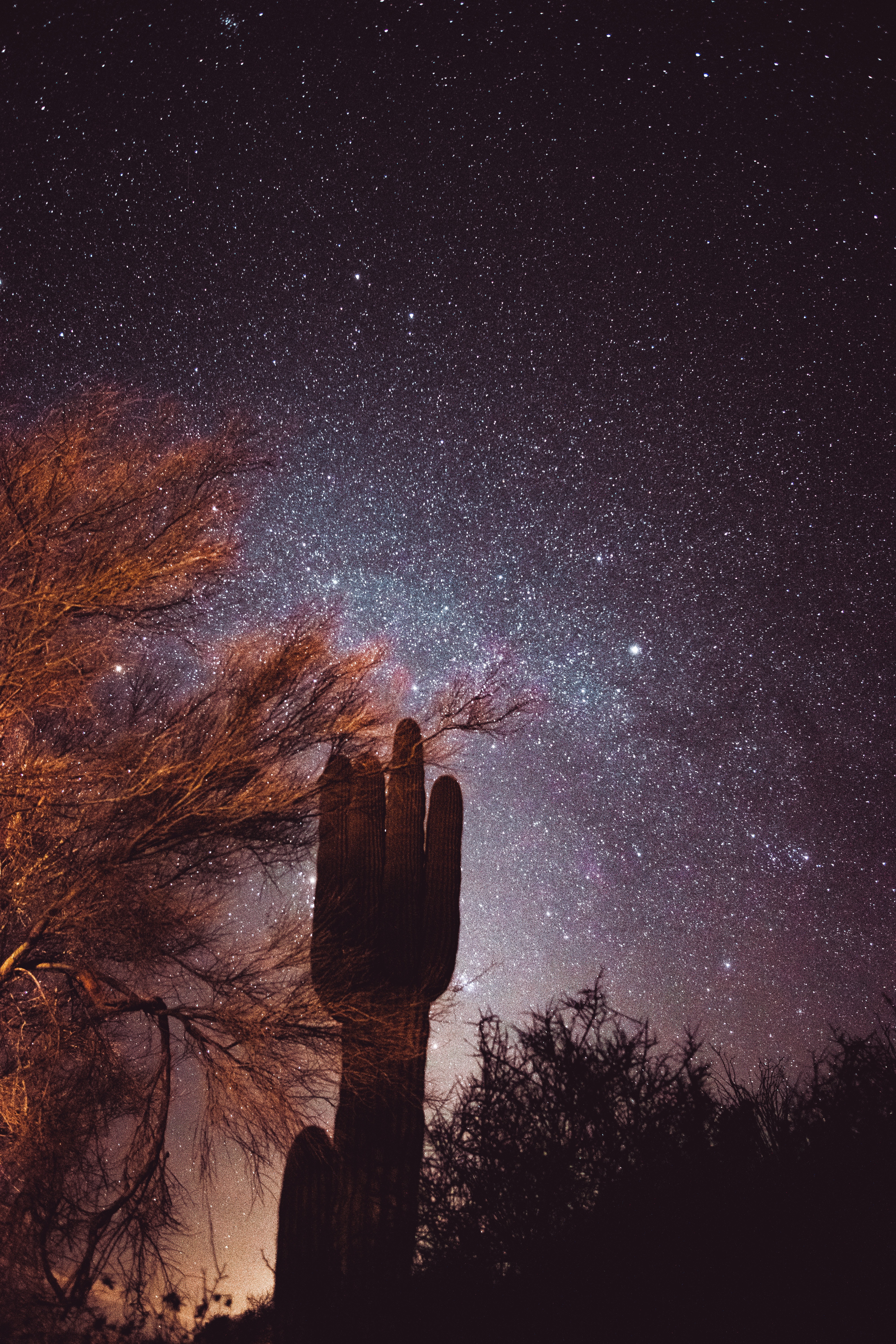 nature, cactus, trees, stars, night, starry sky 5K