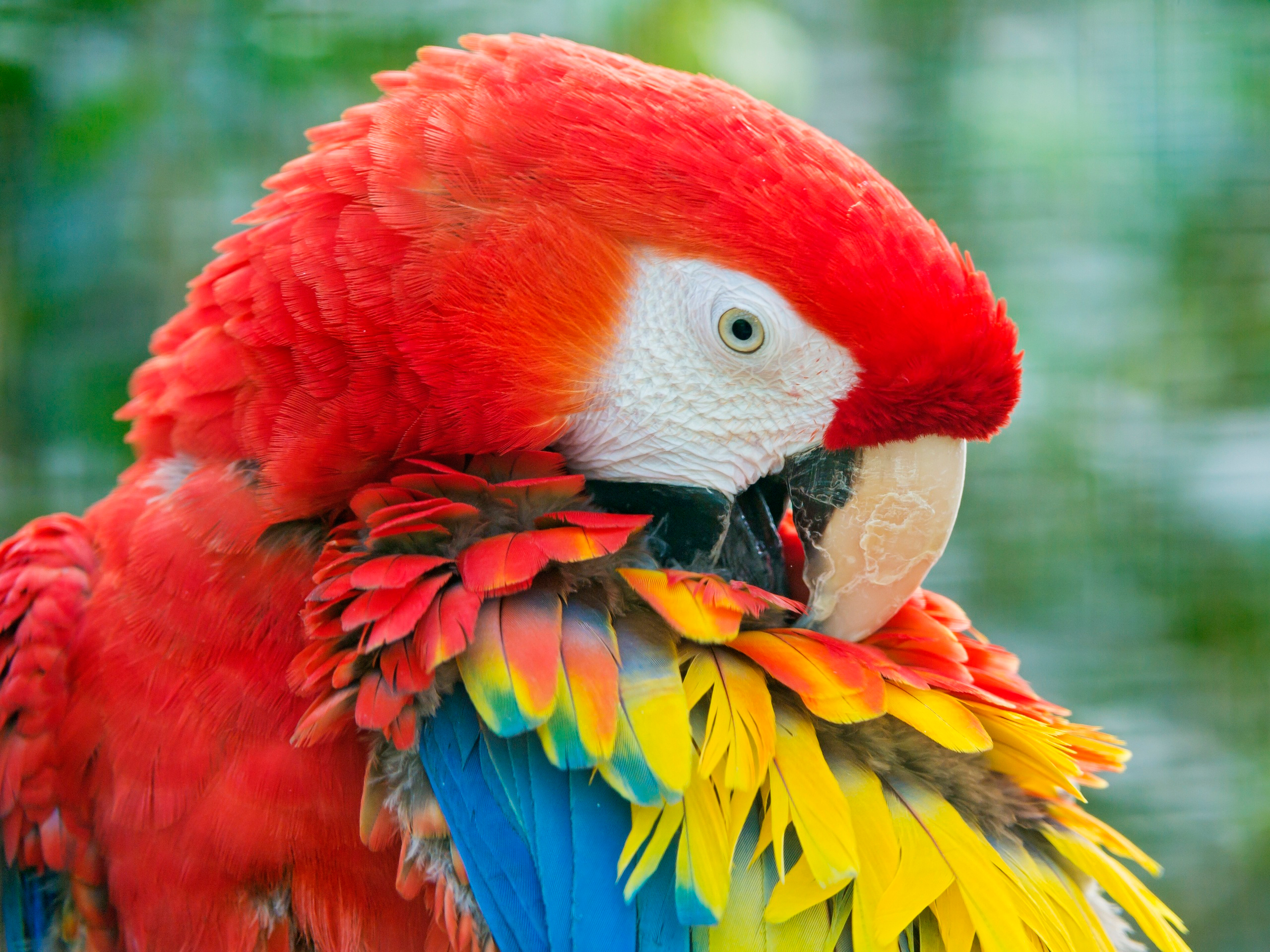 Красный ара домашние попугаи